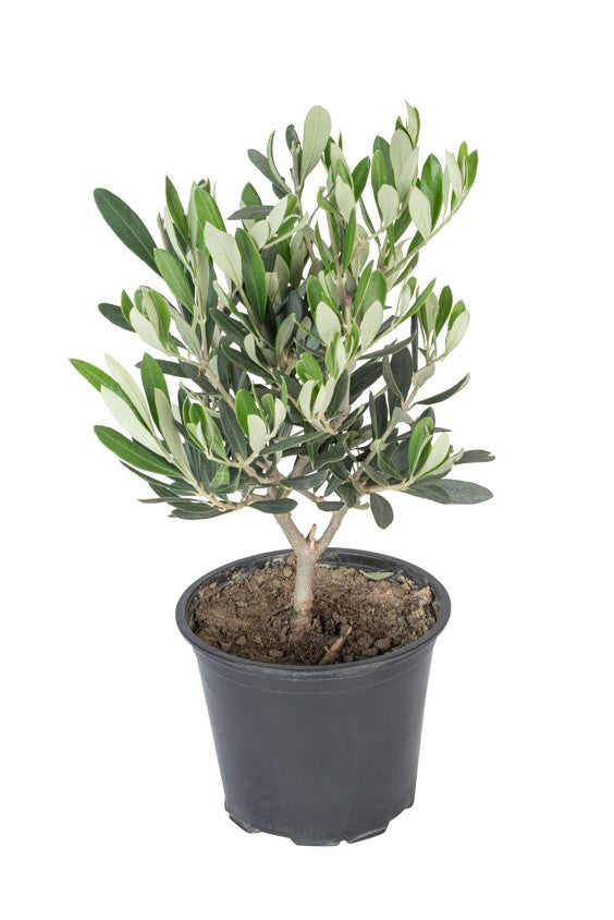 Lot de 2 oliviers arbustes rustiques - 30–50 cm