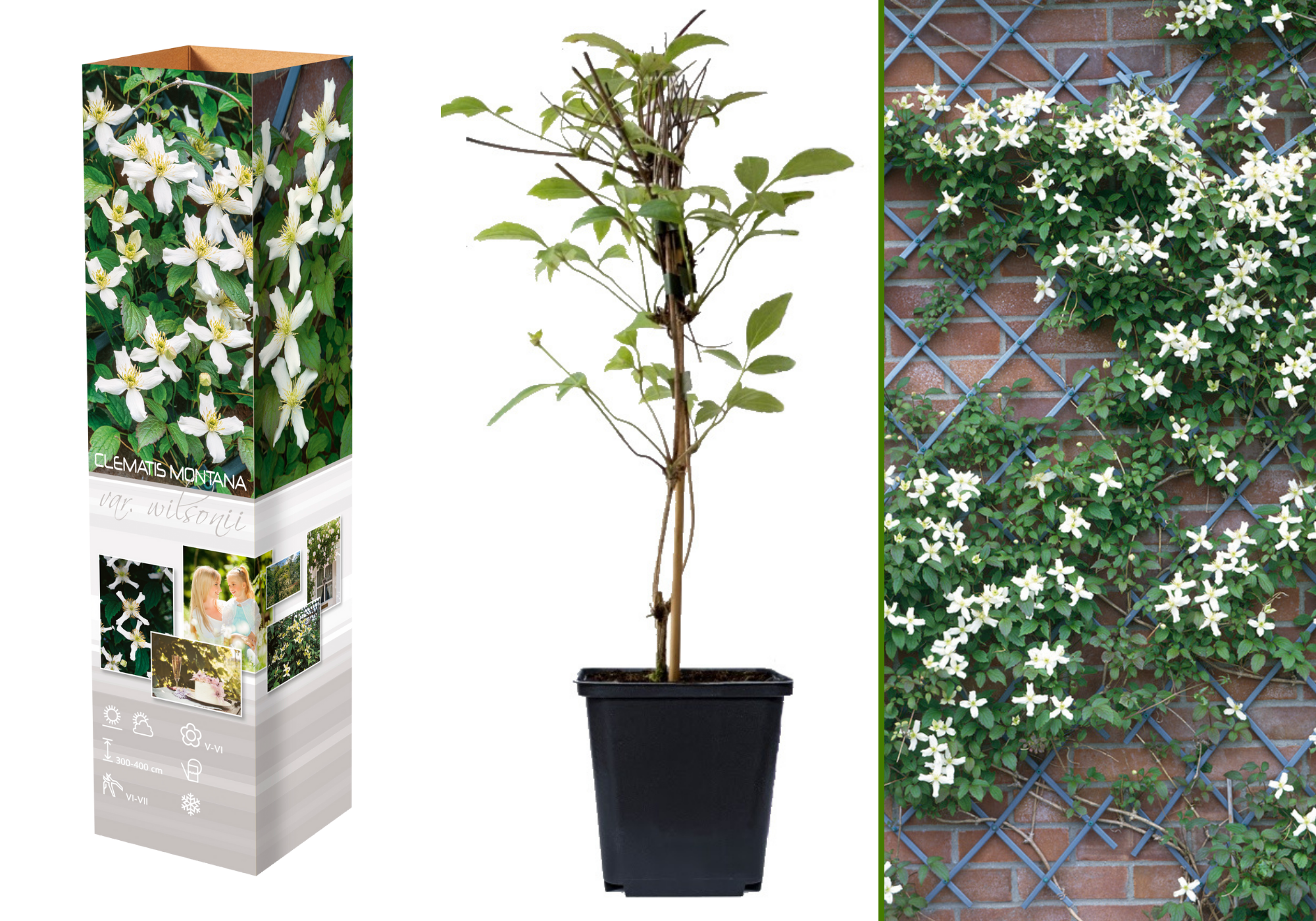 Lot de 3 clématites des montagnes blanches (Clematis Montana Rubens) - 30-38 cm