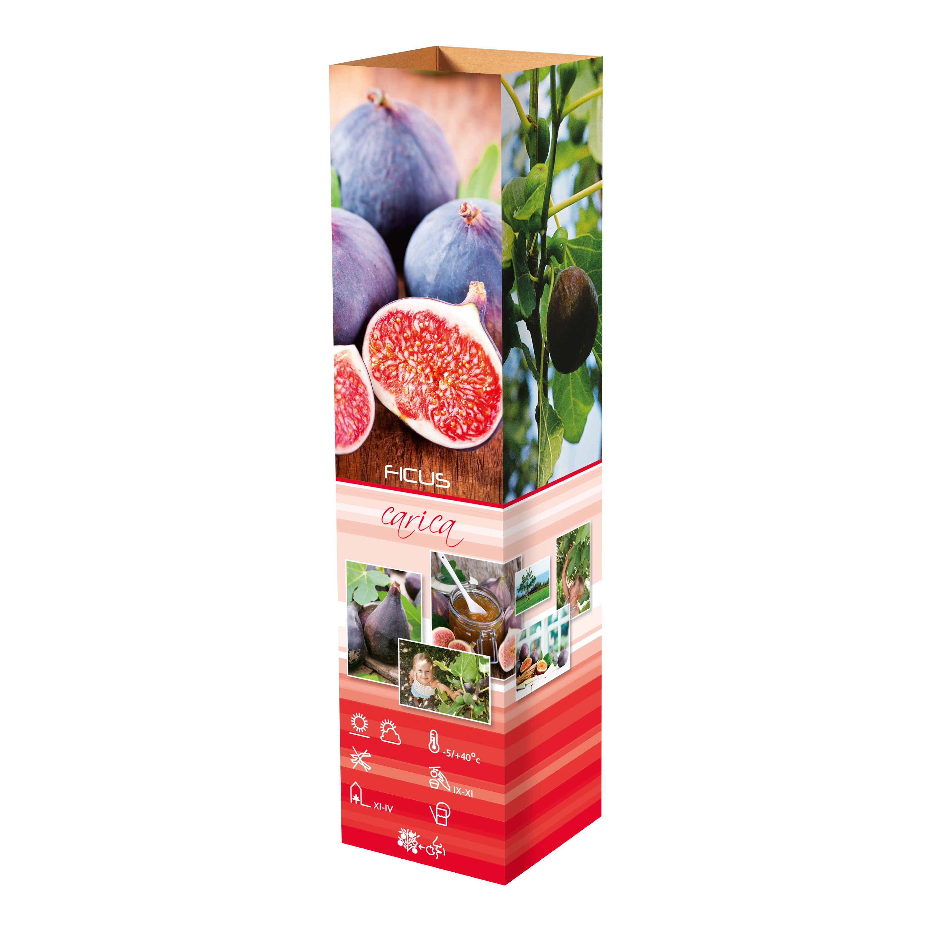 Lot de 8 plantes méditerranéennes : 2 oliviers, 2 figuiers, 2 citronniers, 2 orangers - 25-38 cm