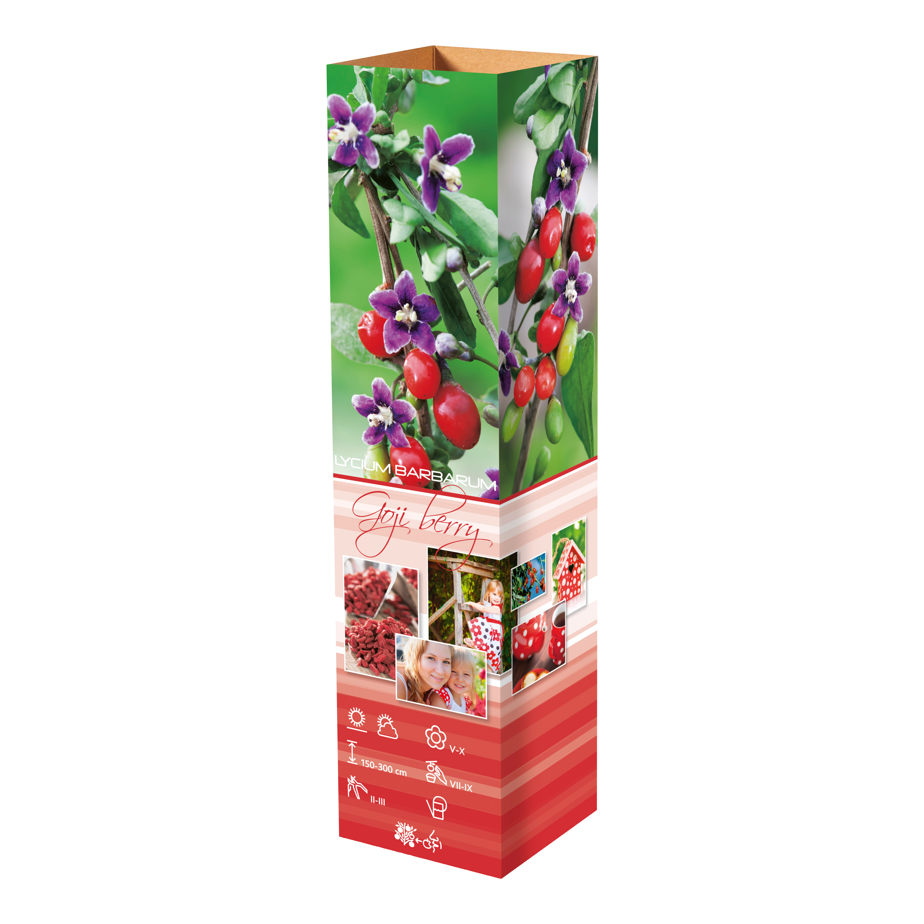 Lot de 4 plantes vitaminées 30–38 cm - 1 baie de Goji, 1 Honeyberry, 1 myrtille, 1 grenade