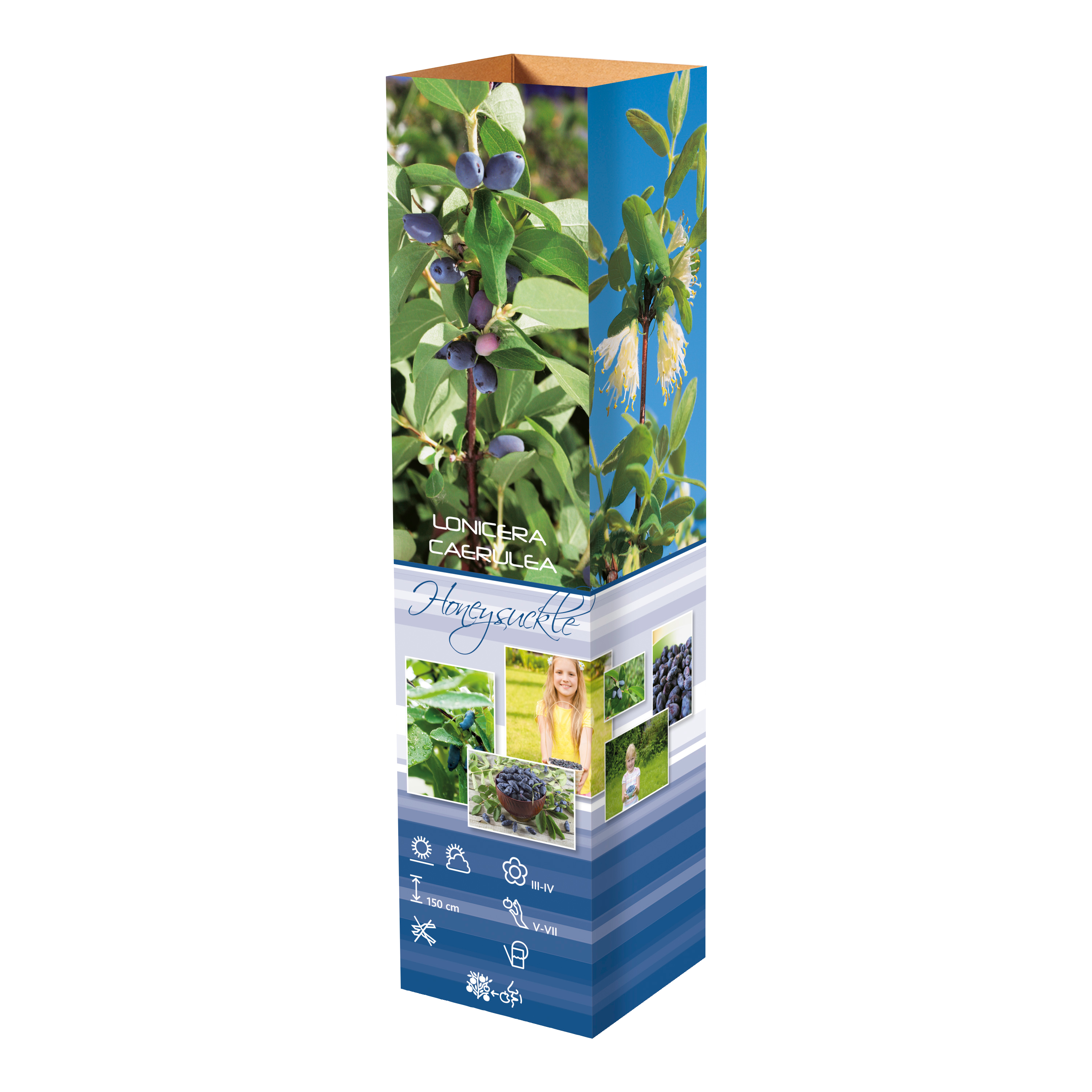 Lot de 8 plantes vitaminées 30–38 cm - 2 baies de Goji, 2 Honeyberry, 2 myrtilles, 2 grenades