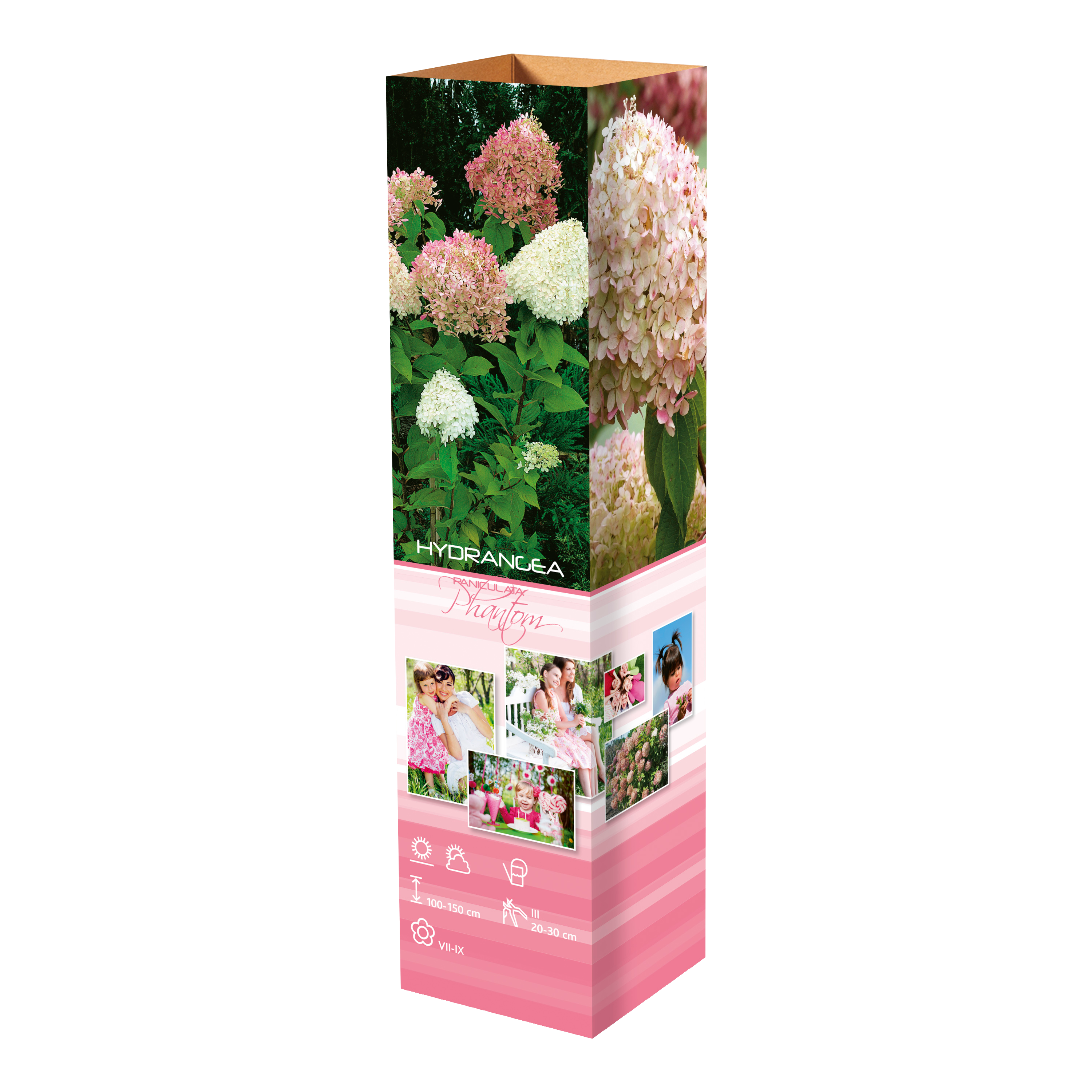 Lot de 4 hortensias : 1 rose blanc, 1 rose, 1 bleu, 1 blanc - 30-38 cm