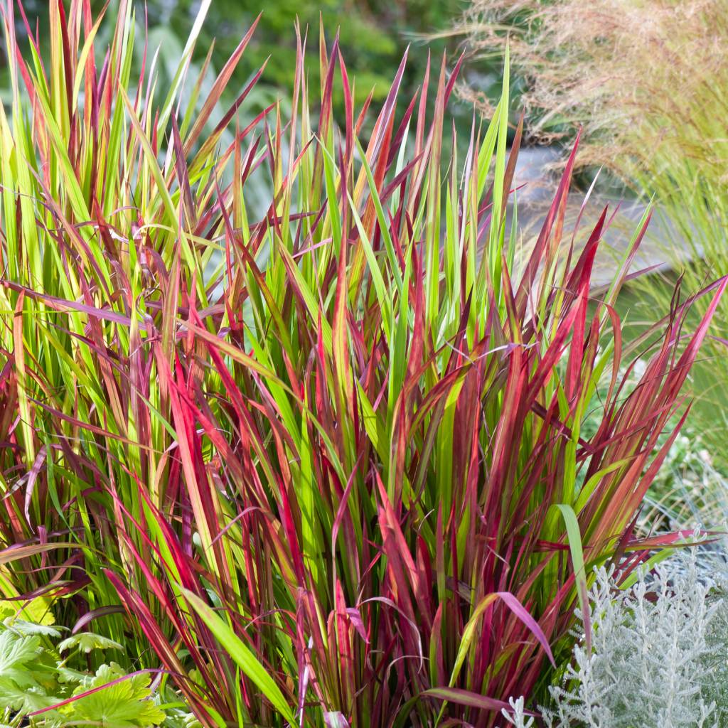 Lot de 8 graminées : 2 Stipa, 2 Pennisetum, 2 Imperata, 2 Festuca - 20-38 cm