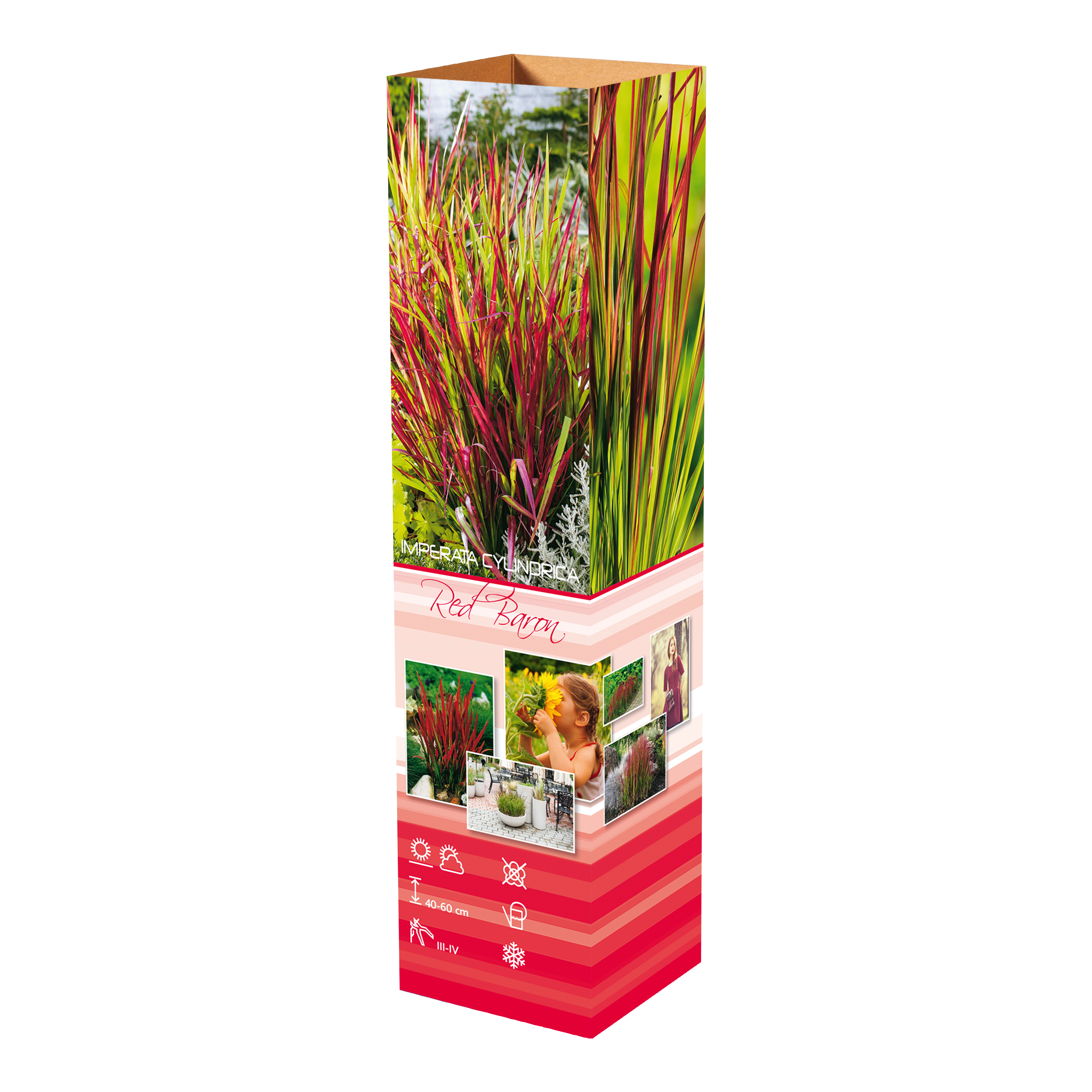 Lot de 8 graminées : 2 Stipa, 2 Pennisetum, 2 Imperata, 2 Festuca - 20-38 cm