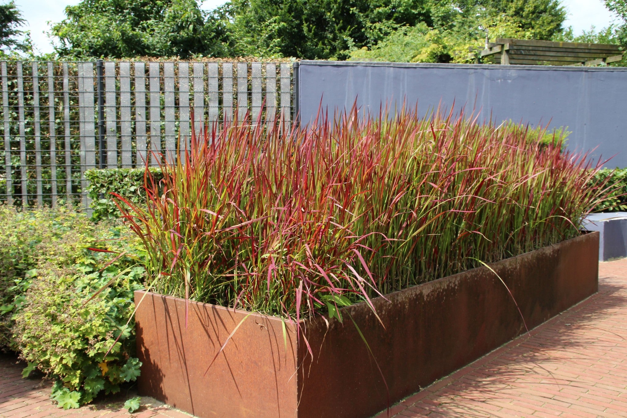 Lot de 8 graminées : 2 Stipa, 2 Pennisetum, 2 Imperata, 2 Festuca - 20-38 cm