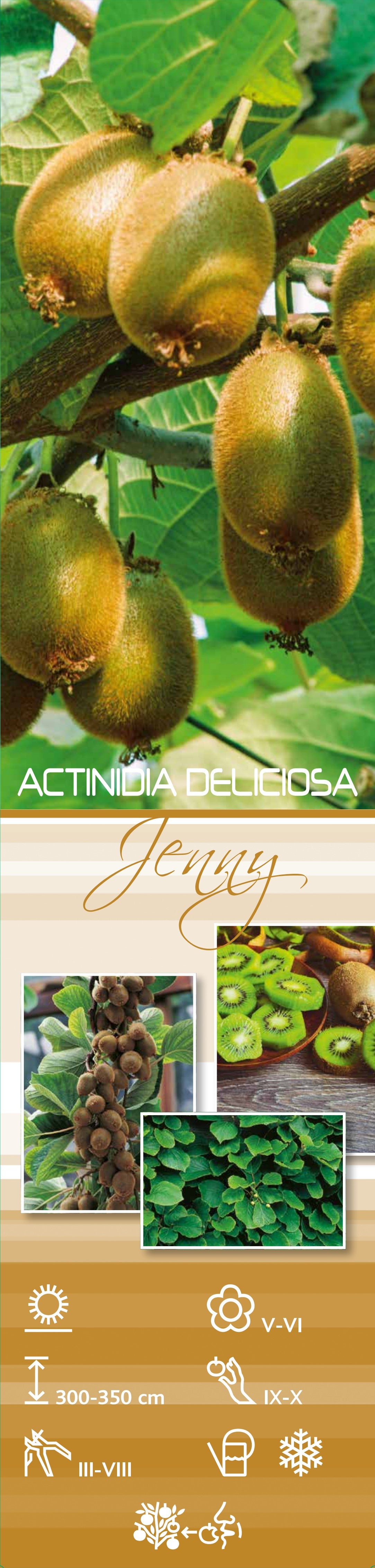 Lot de 3 plants de Kiwi Jenny 30-38 cm