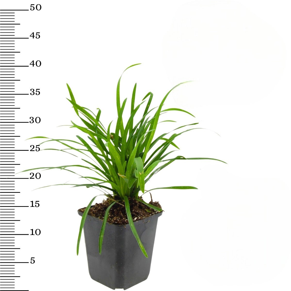 Lot de 4 Liriope Muscari
