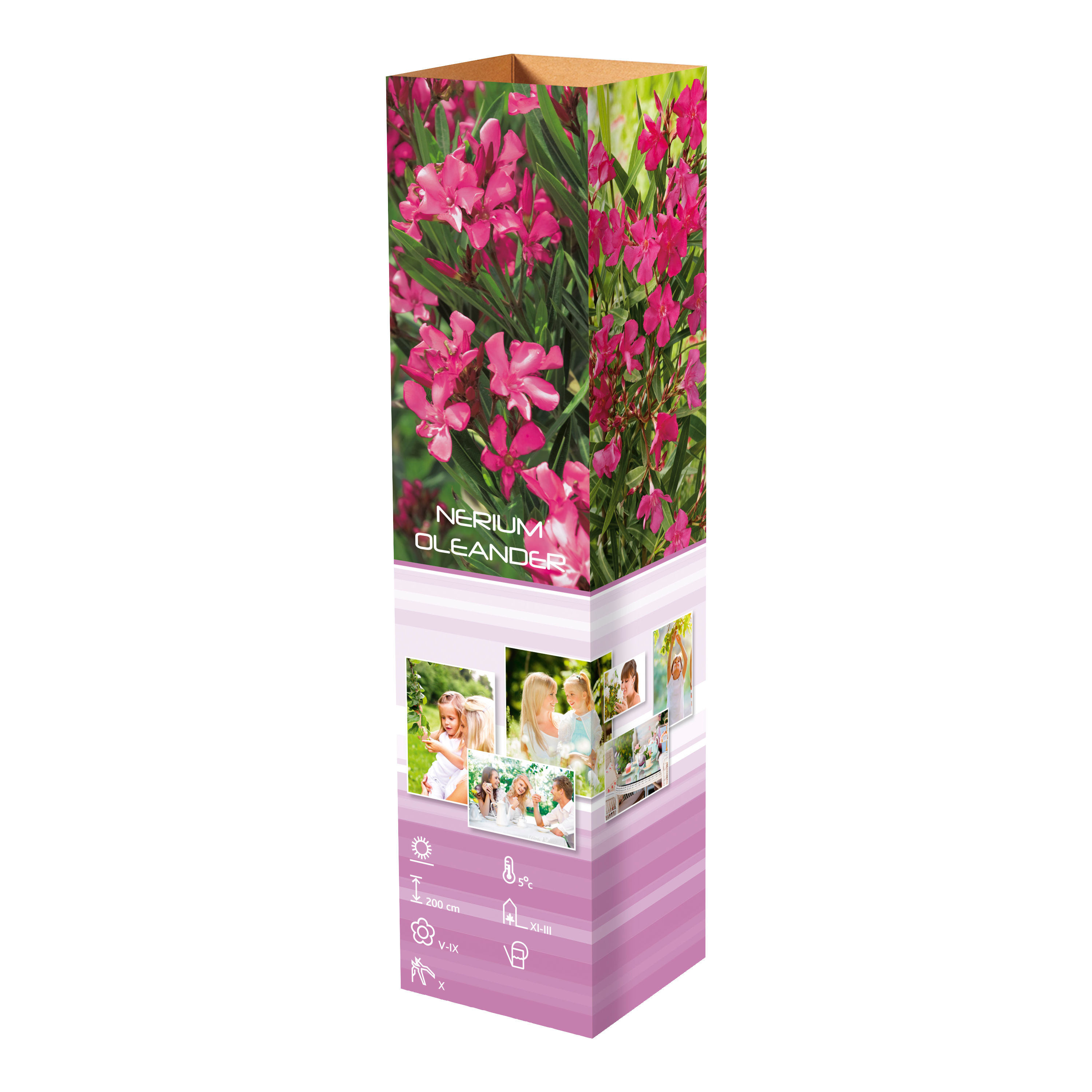 Lot de 6 plantes méditerranéennes : 1 olivier, 1 figuier, 1 citronnier, 1 oranger, 1 laurier rose, 1 oiseau du paradis - 25-38 cm
