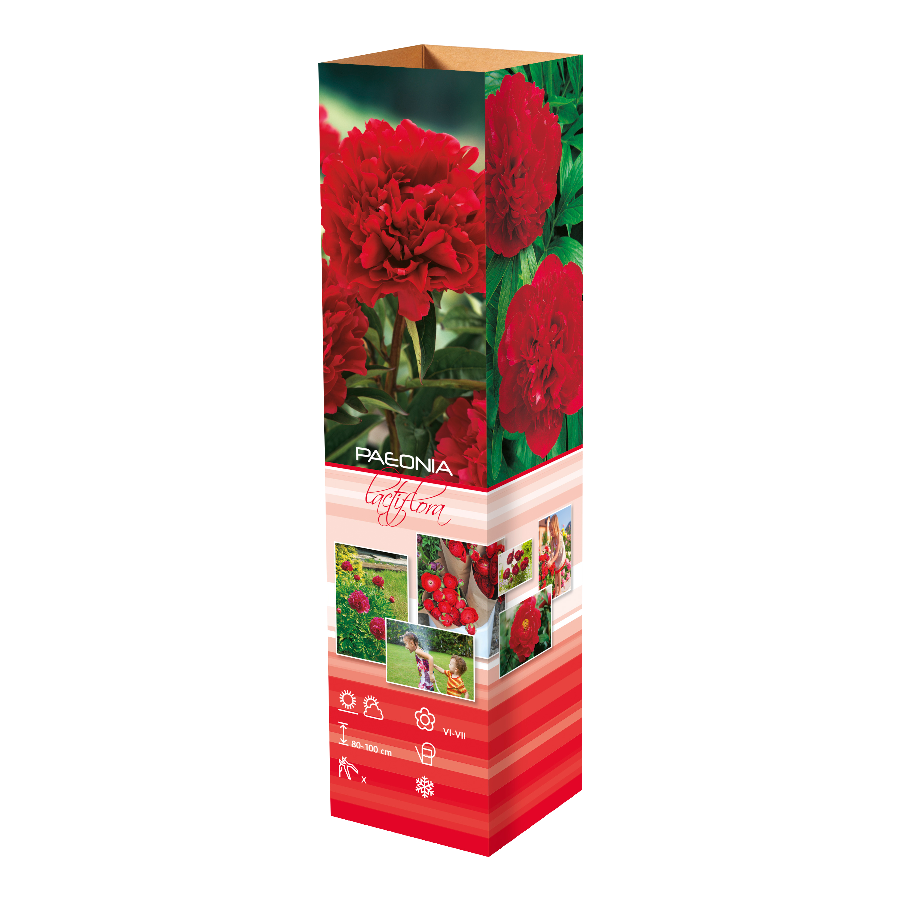 Lot de 6 pivoines: 2 rouges, 2 blanches, 2 roses
