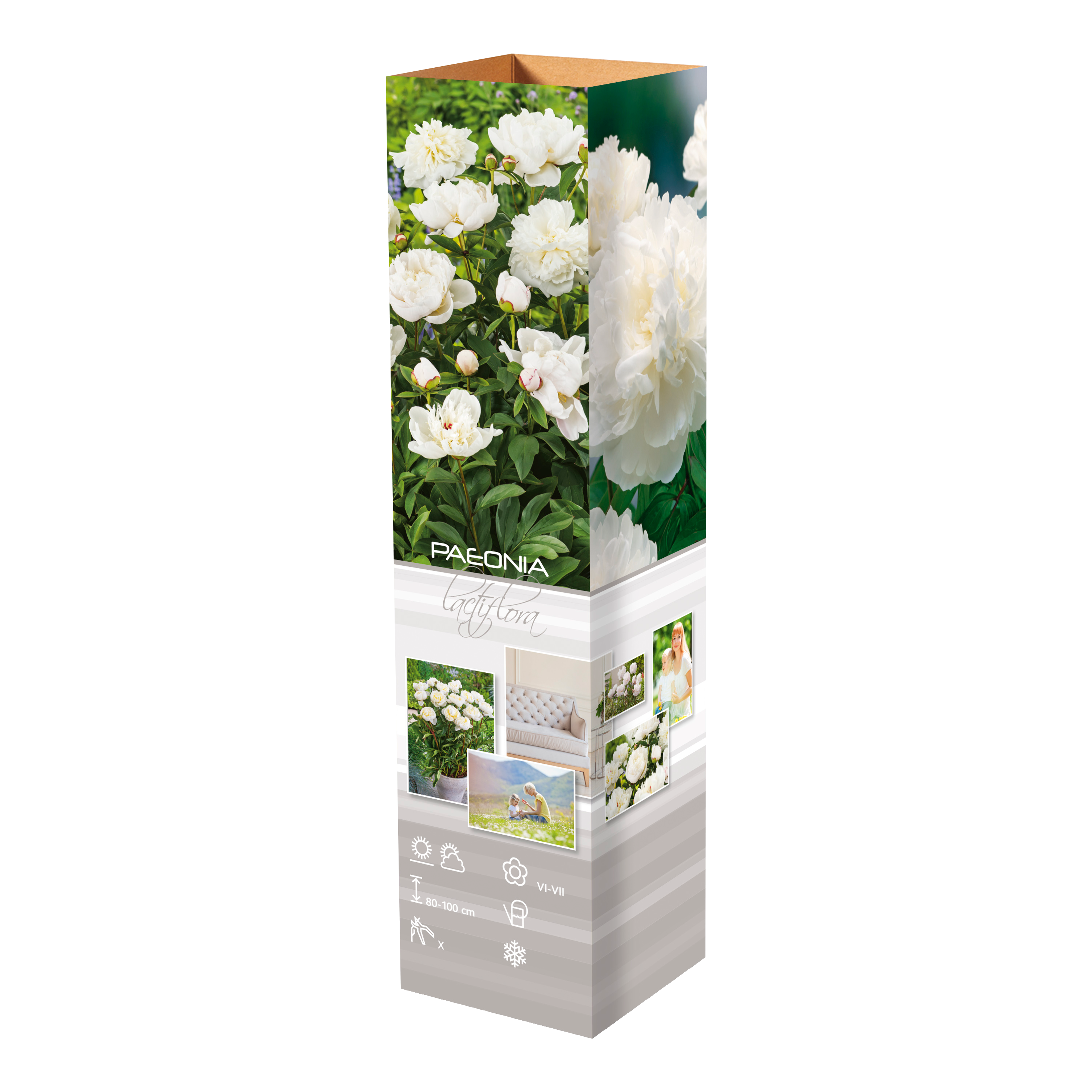 Lot de 6 pivoines: 2 rouges, 2 blanches, 2 roses