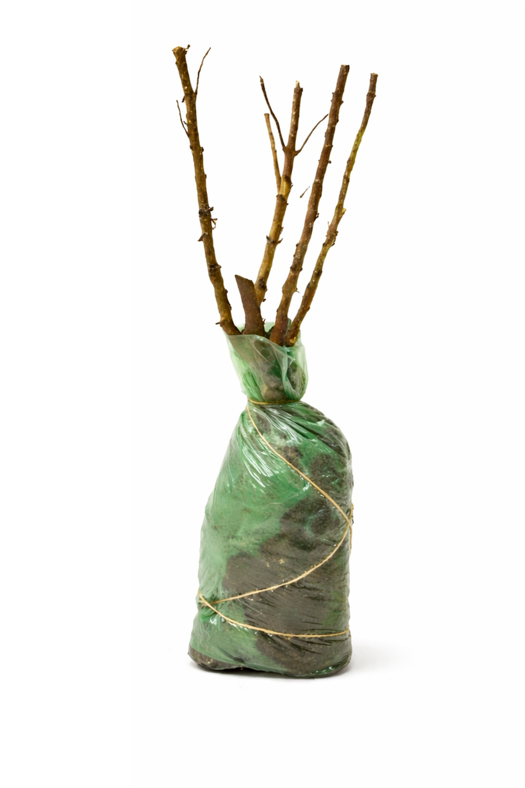 Lot de 4 arbustes d'ornement XL : 1 Hibiscus, 1 Weigelia, 1 Deutzia, 1 Forsythia - 30-38 cm