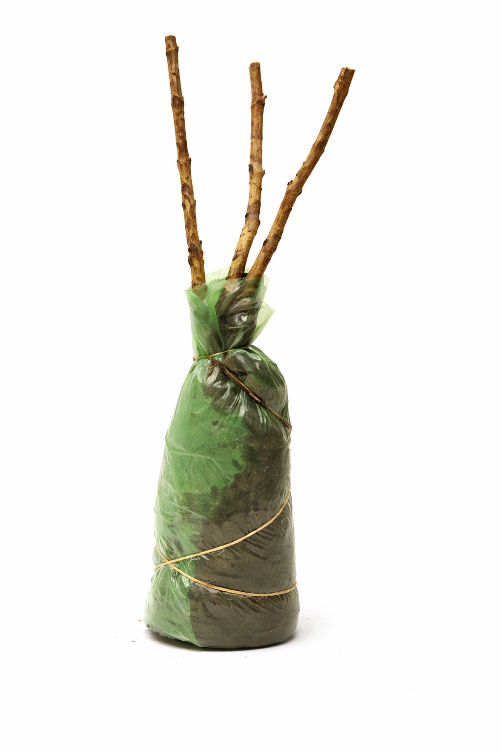Lot de 4 arbustes d'ornement XL : 1 Hibiscus, 1 Weigelia, 1 Deutzia, 1 Forsythia - 30-38 cm