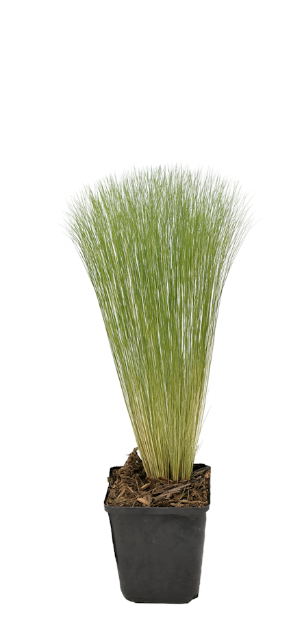 Lot de 8 graminées : 2 Stipa, 2 Pennisetum, 2 Imperata, 2 Festuca - 20-38 cm