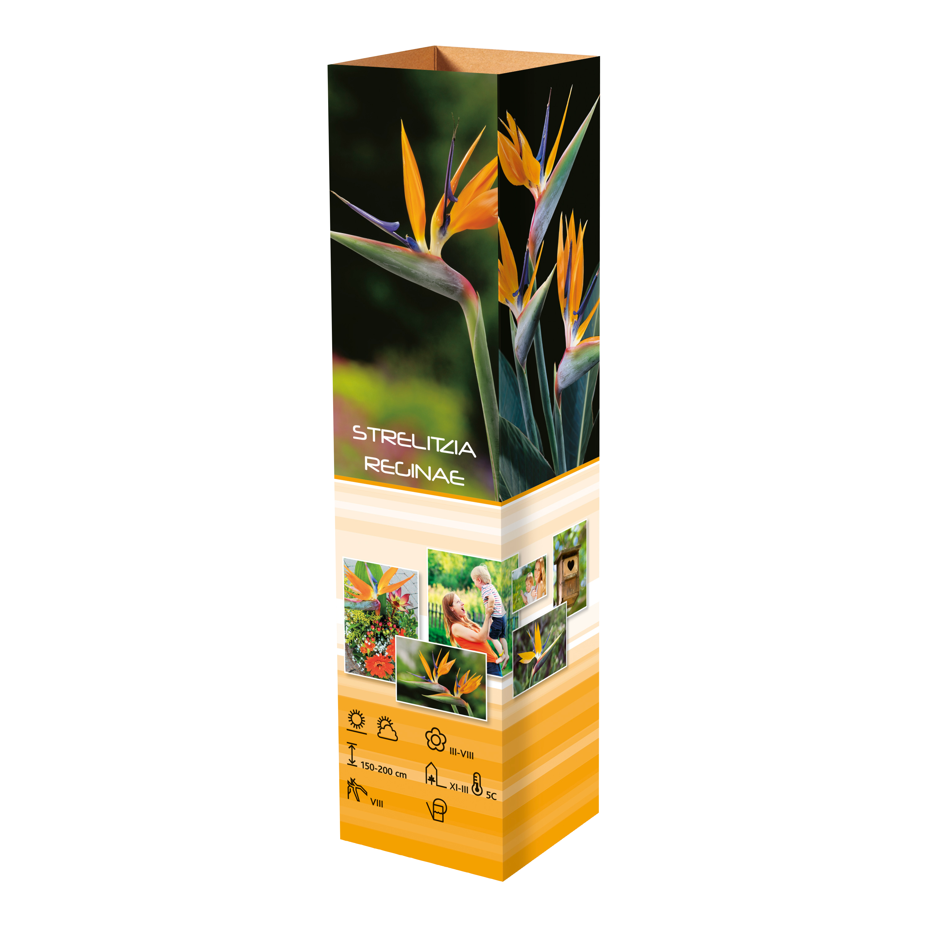 Lot de 6 plantes méditerranéennes : 1 olivier, 1 figuier, 1 citronnier, 1 oranger, 1 laurier rose, 1 oiseau du paradis - 25-38 cm