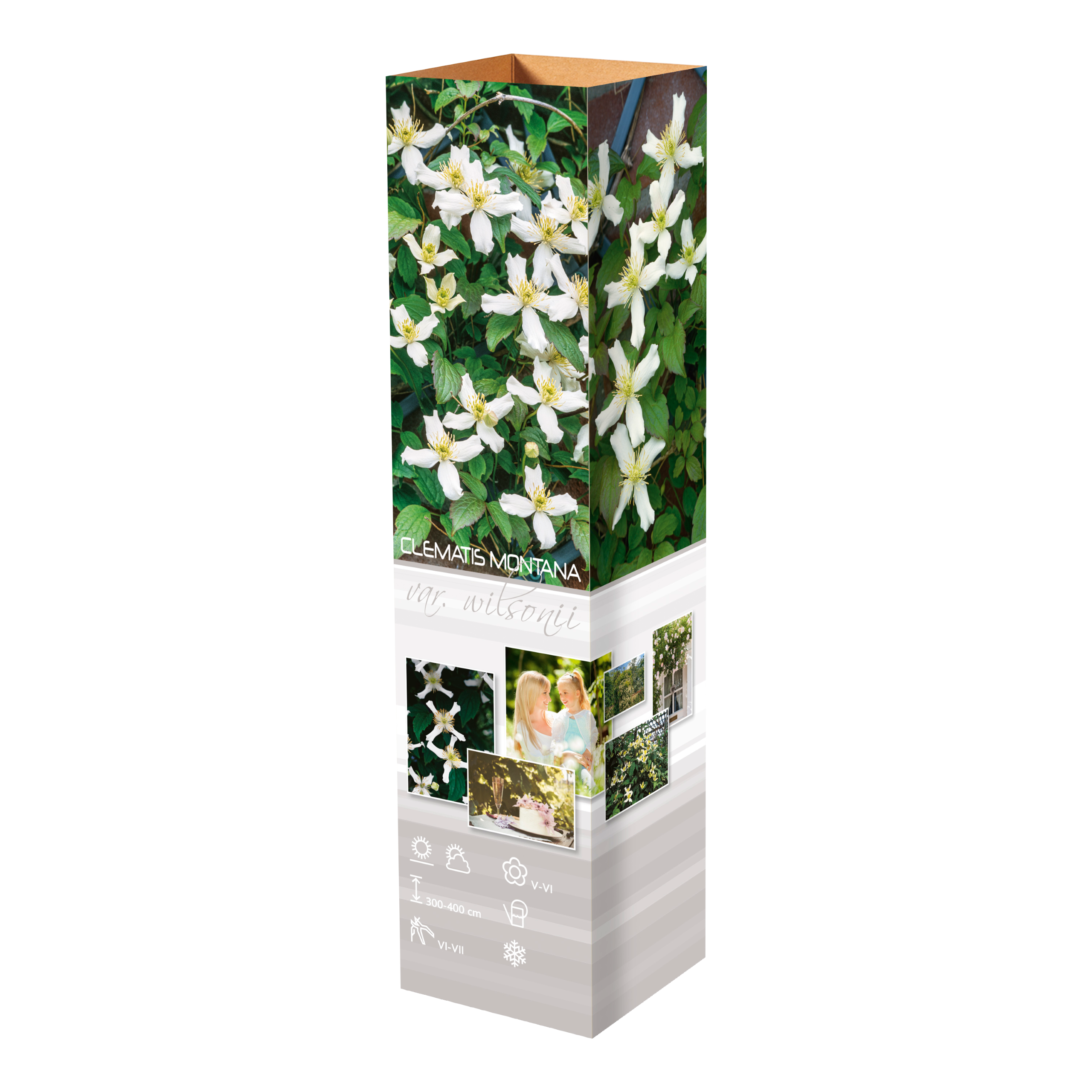 Lot de 3 clématites des montagnes blanches (Clematis Montana Rubens) - 30-38 cm