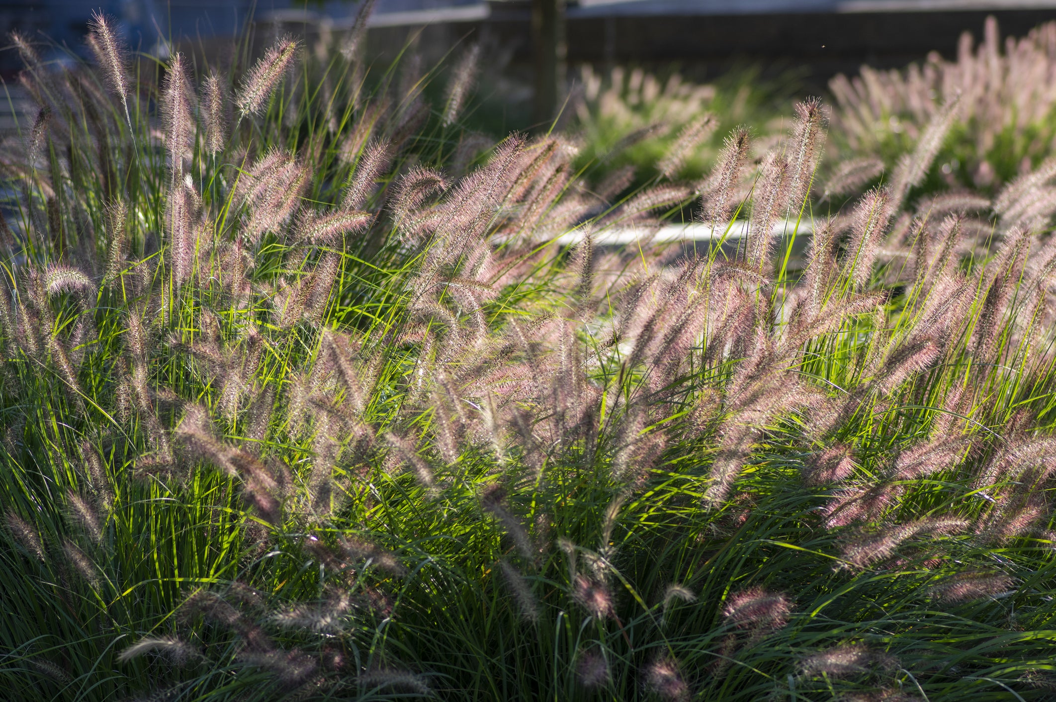 Lot de 8 graminées: 2 Stipa, 2 Pennisetum, 2 Cortaderia blanche, 2 Imperata