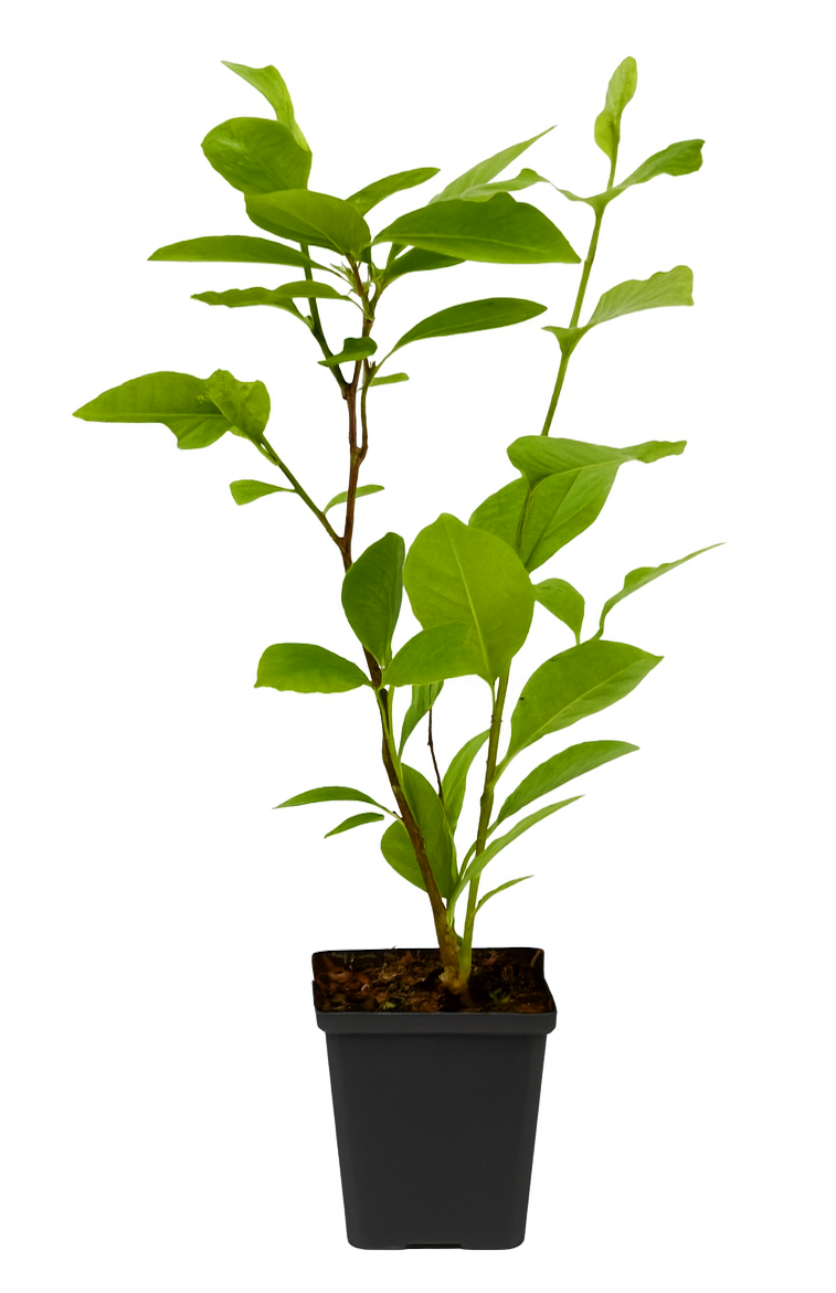 Lot de 3 magnolias Soulangeana - 30-38 cm