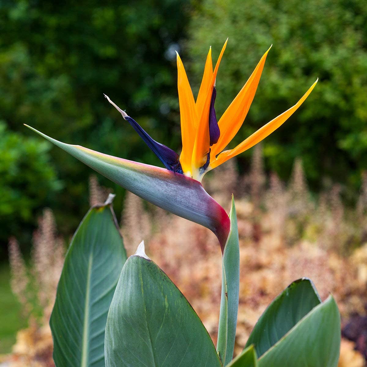 Lot de 3 Strelitzia Reginae