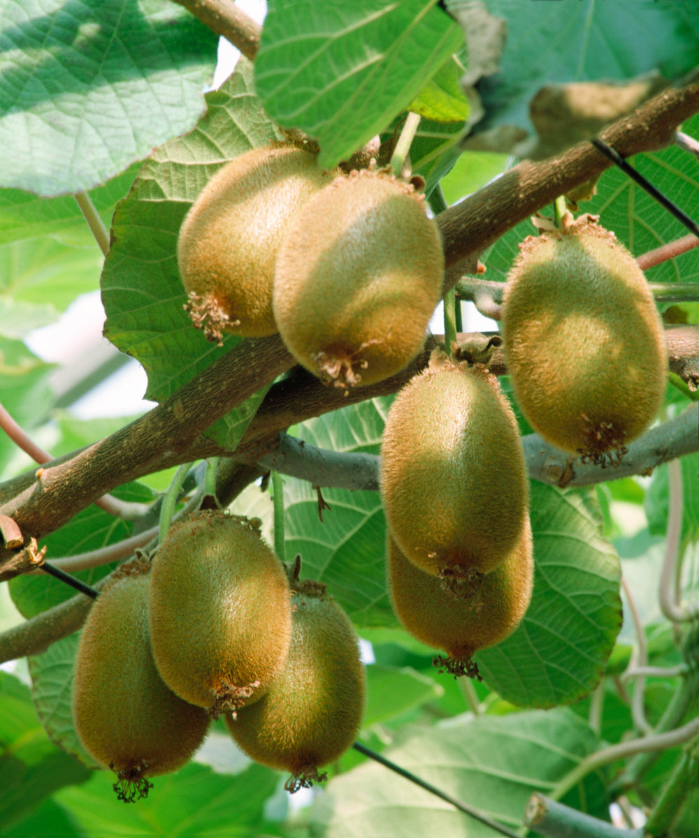 Lot de 6 plants de Kiwi Jenny 30-38 cm