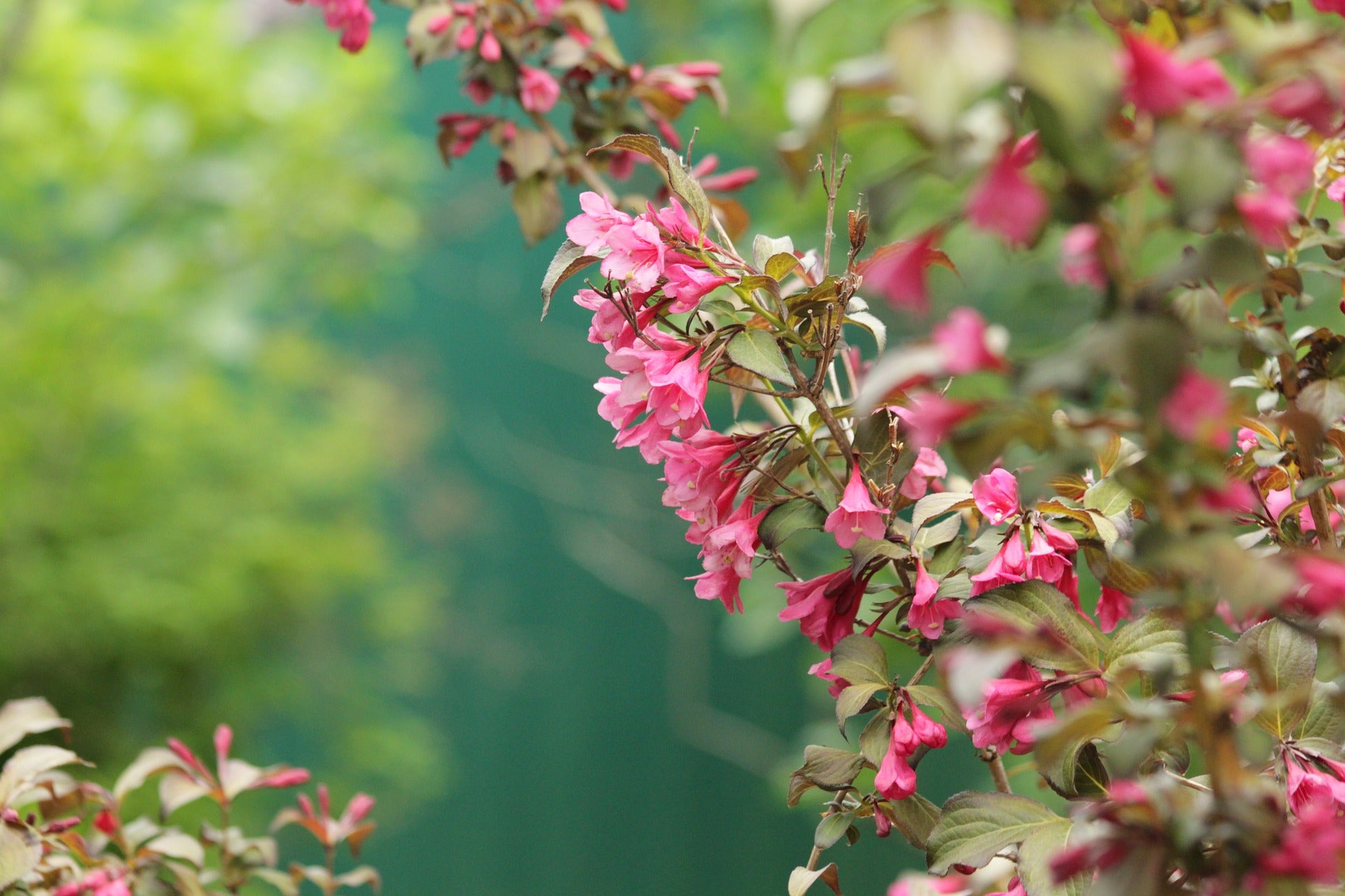 Lot de 4 arbustes d'ornement XL : 1 Hibiscus, 1 Weigelia, 1 Deutzia, 1 Forsythia  - 30-38 cm