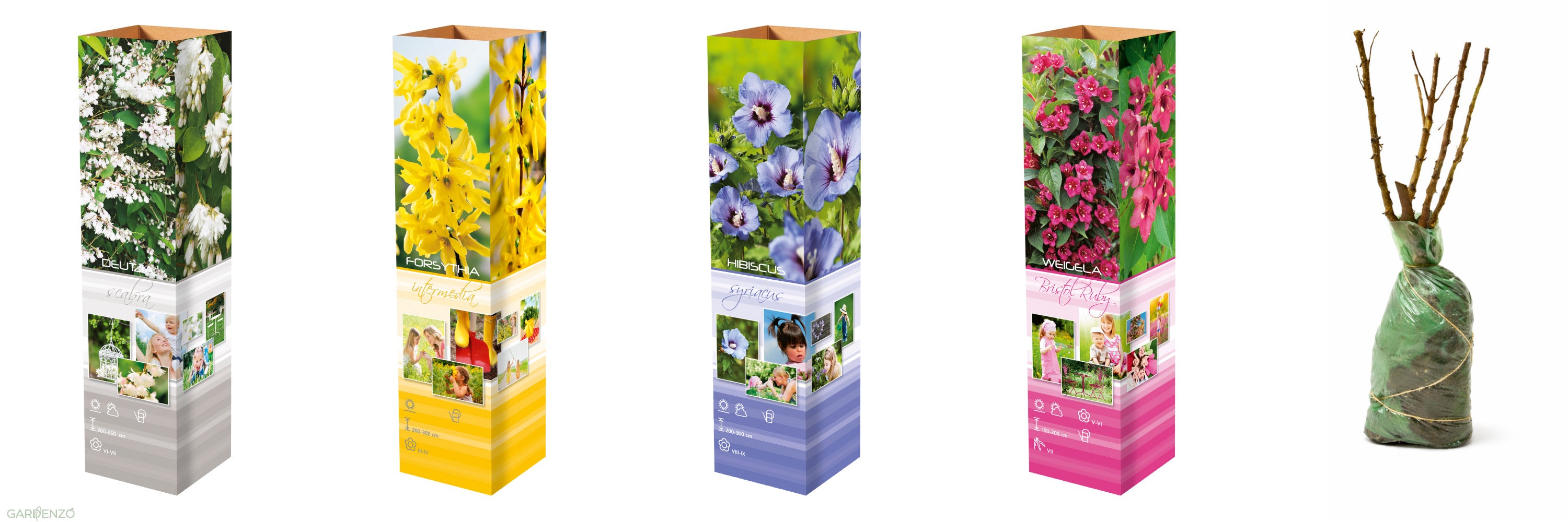 Lot de 4 arbustes d'ornement XL : 1 Hibiscus, 1 Weigelia, 1 Deutzia, 1 Forsythia  - 30-38 cm