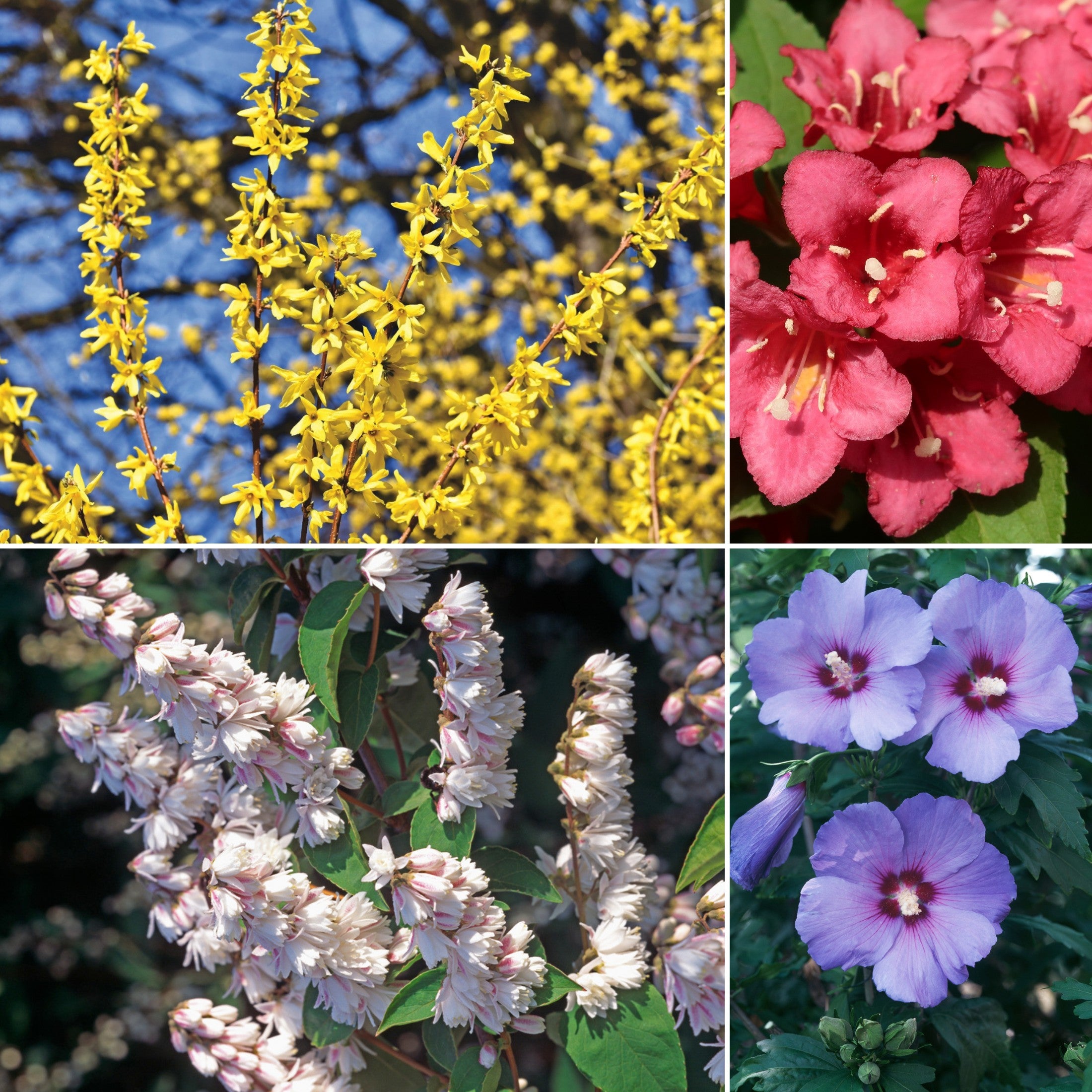 Lot de 4 arbustes d'ornement XL : 1 Hibiscus, 1 Weigelia, 1 Deutzia, 1 Forsythia  - 30-38 cm