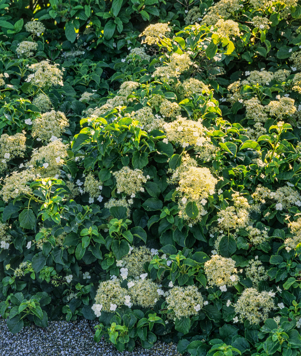 Lot de 4 hortensias grimpants - 30-38 cm