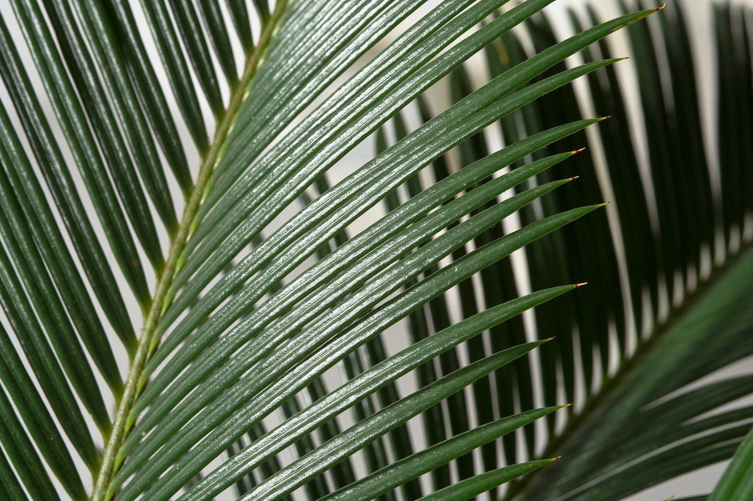 Lot de 2 palmiers Cycas du Japon - Moyens (50-70 cm)