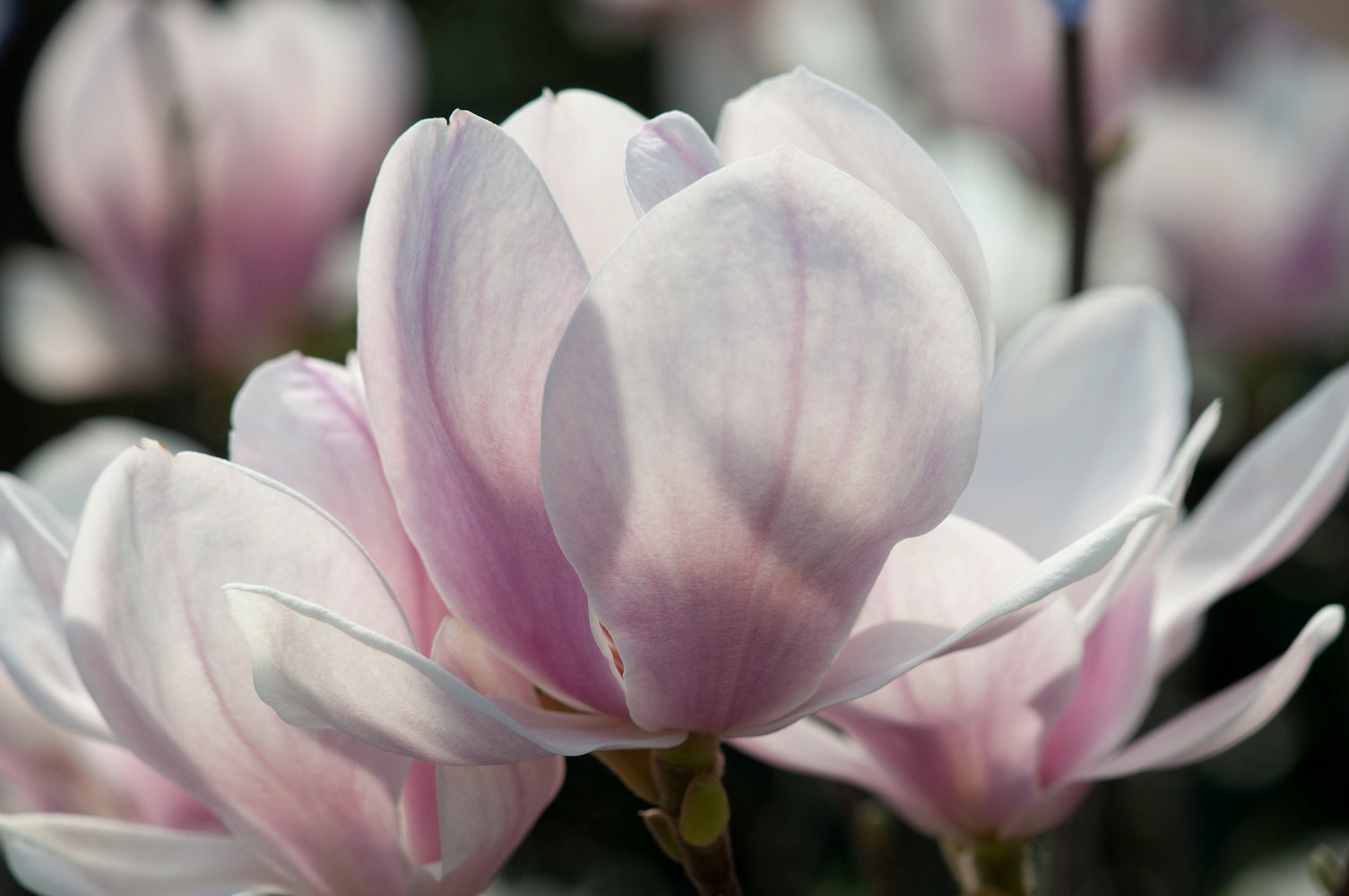 Lot de 3 magnolias Soulangeana - 30-38 cm