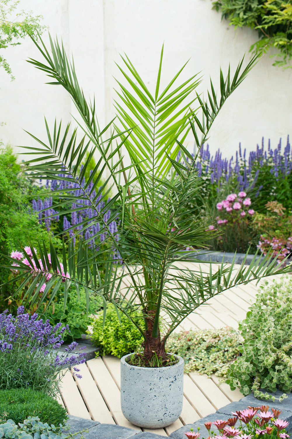 Lot de 2 palmiers Phoenix canariensis - Grands (80-110 cm)