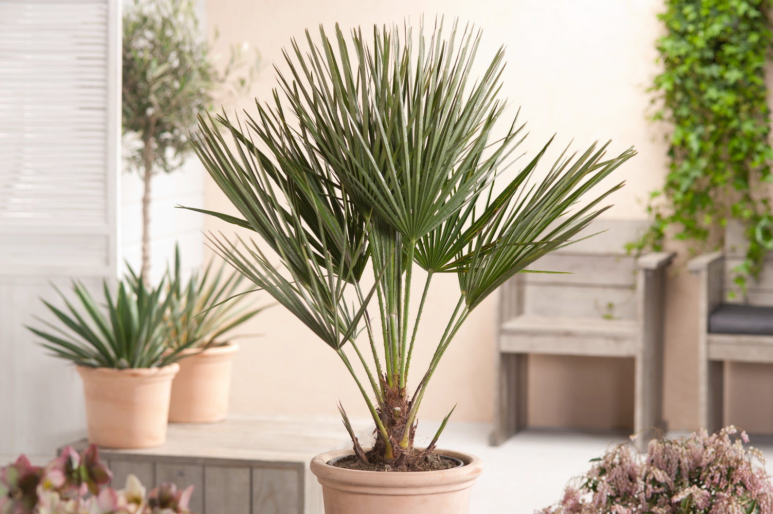 Lot de 2 palmiers nains européens (Chamaerops humilis) - Moyen 50-70 cm