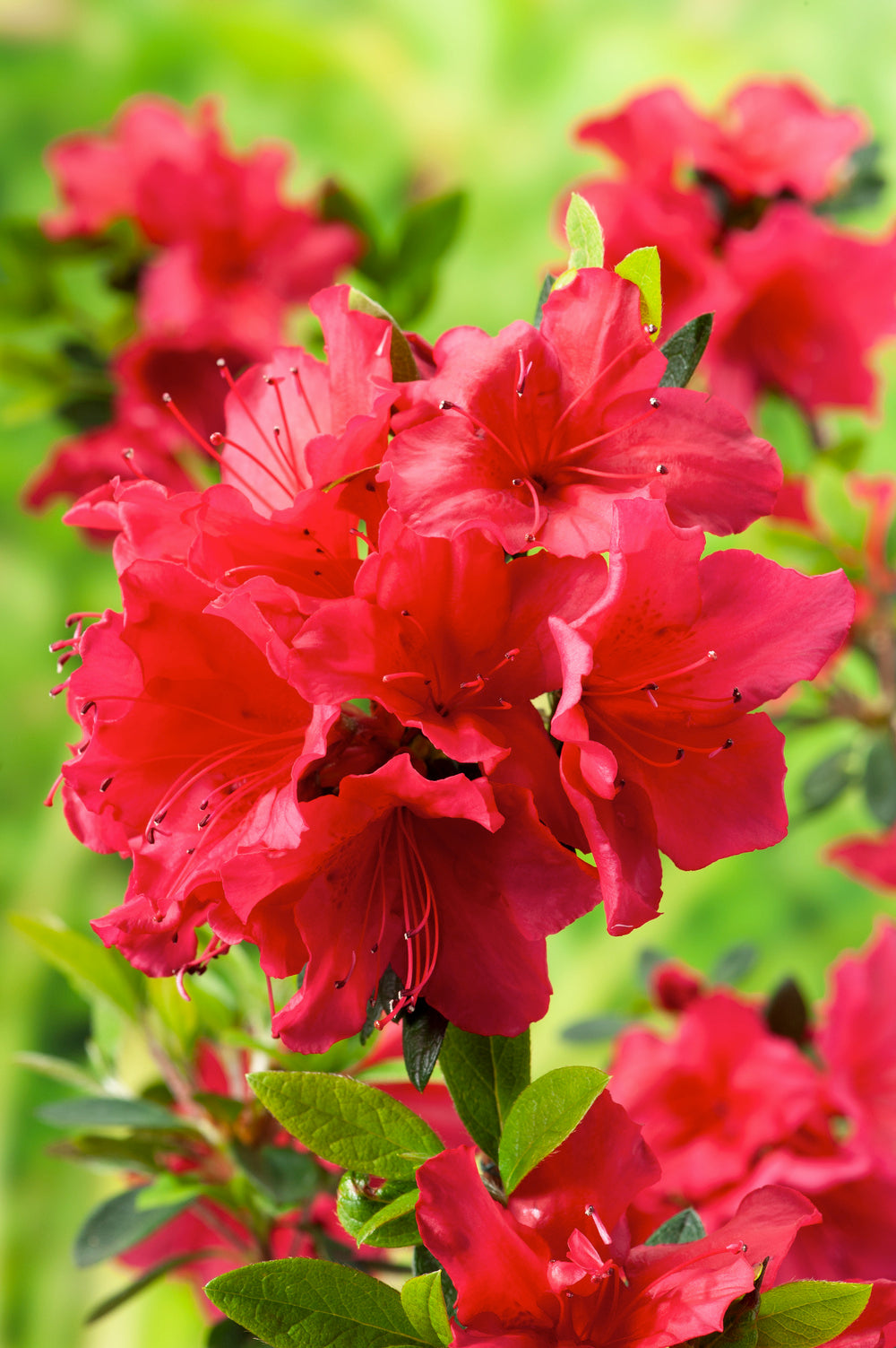 Ensemble de 3 azalées : 1 rouge, 1 rose, 1 blanche - 20-38 cm