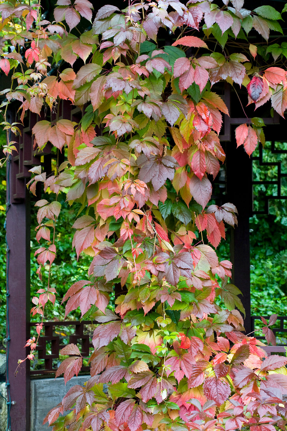 Lot de 6 vignes vierges (Parthenocissus Quinquefolia Engelmanni) - 30-38 cm