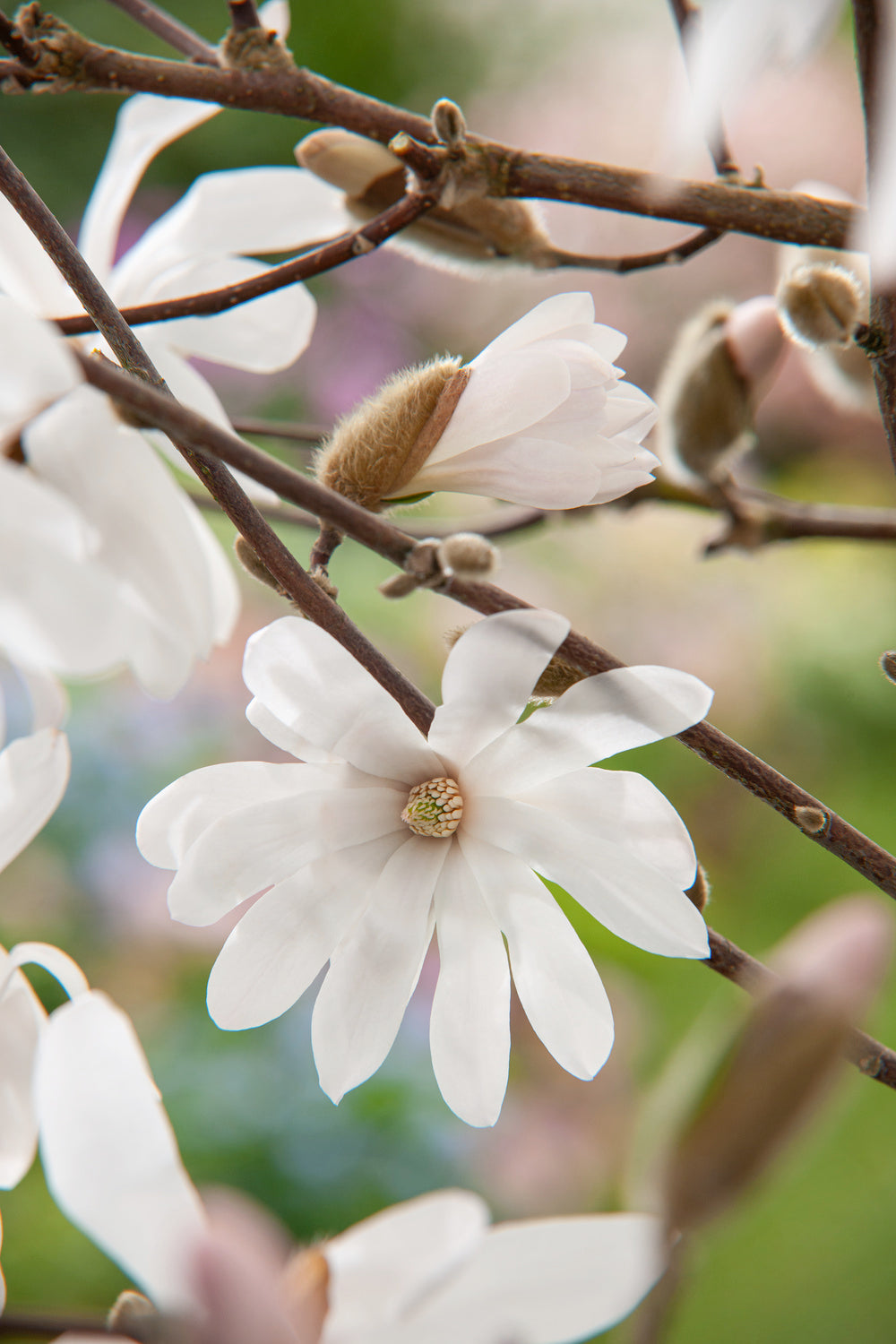 Lot de 6 magnolias Stellata - 30-38 cm