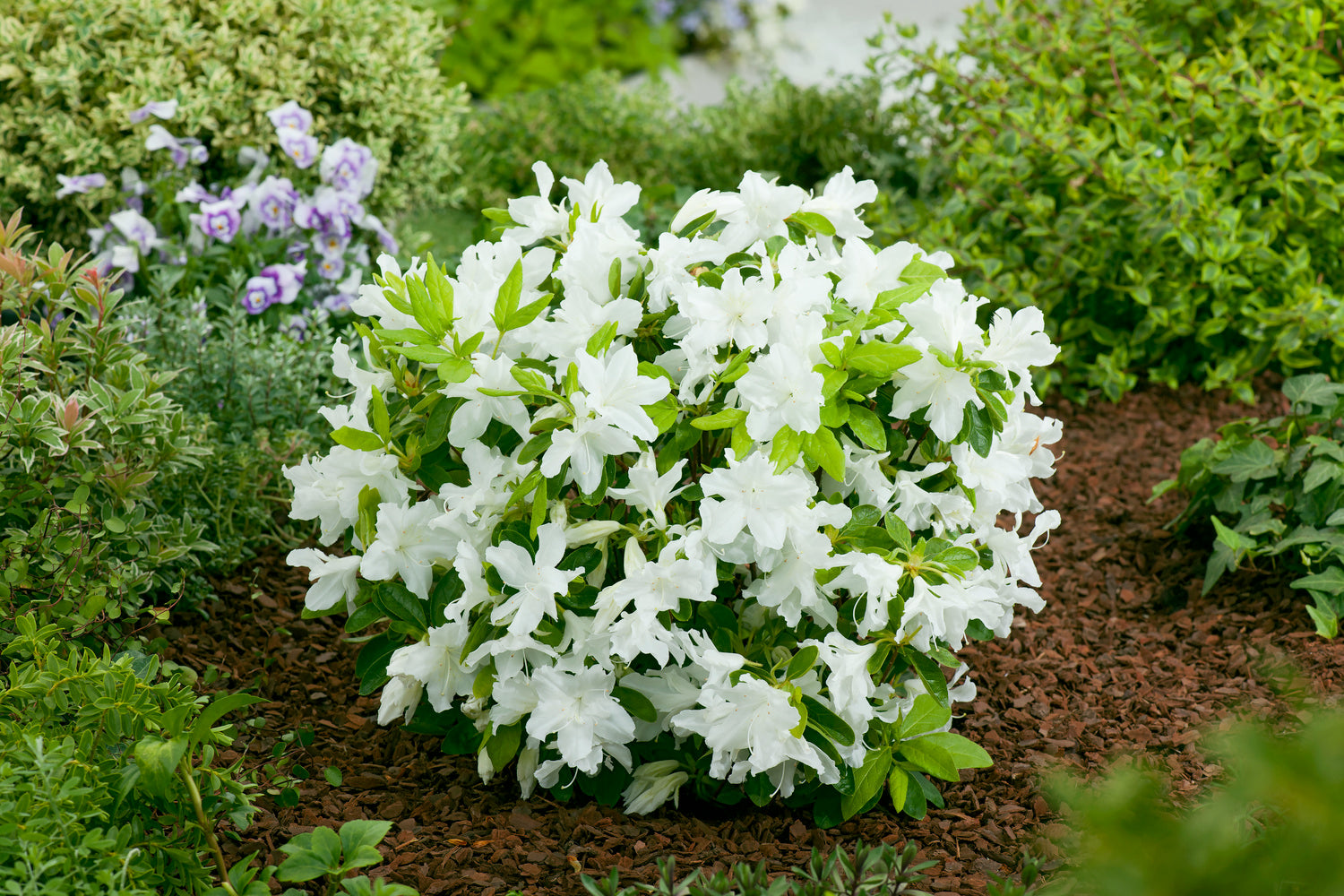 Ensemble de 6 azalées blanches - 20-38 cm