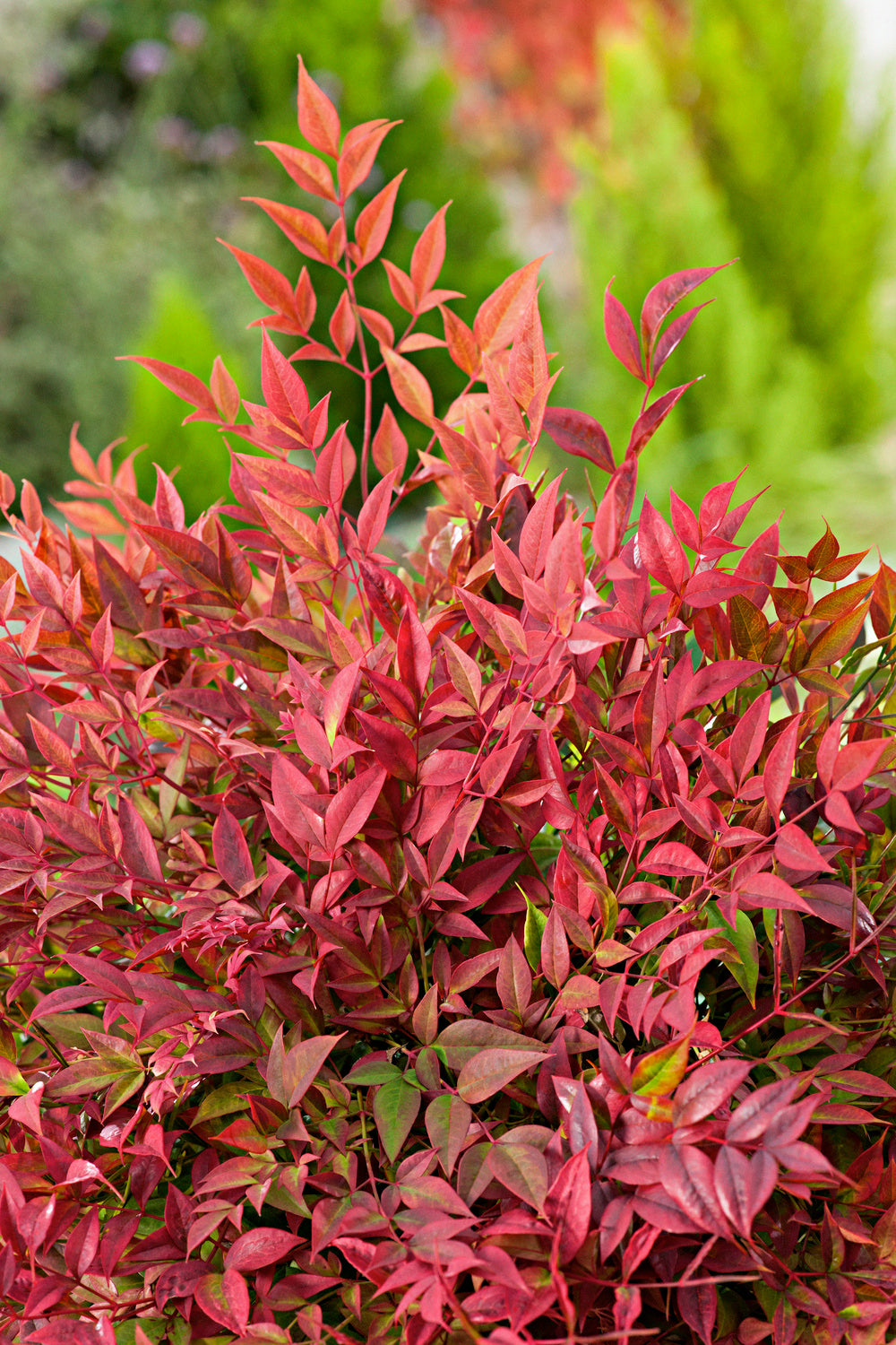 Bambou sacré (Nandina Obsessed) - 30-35 cm