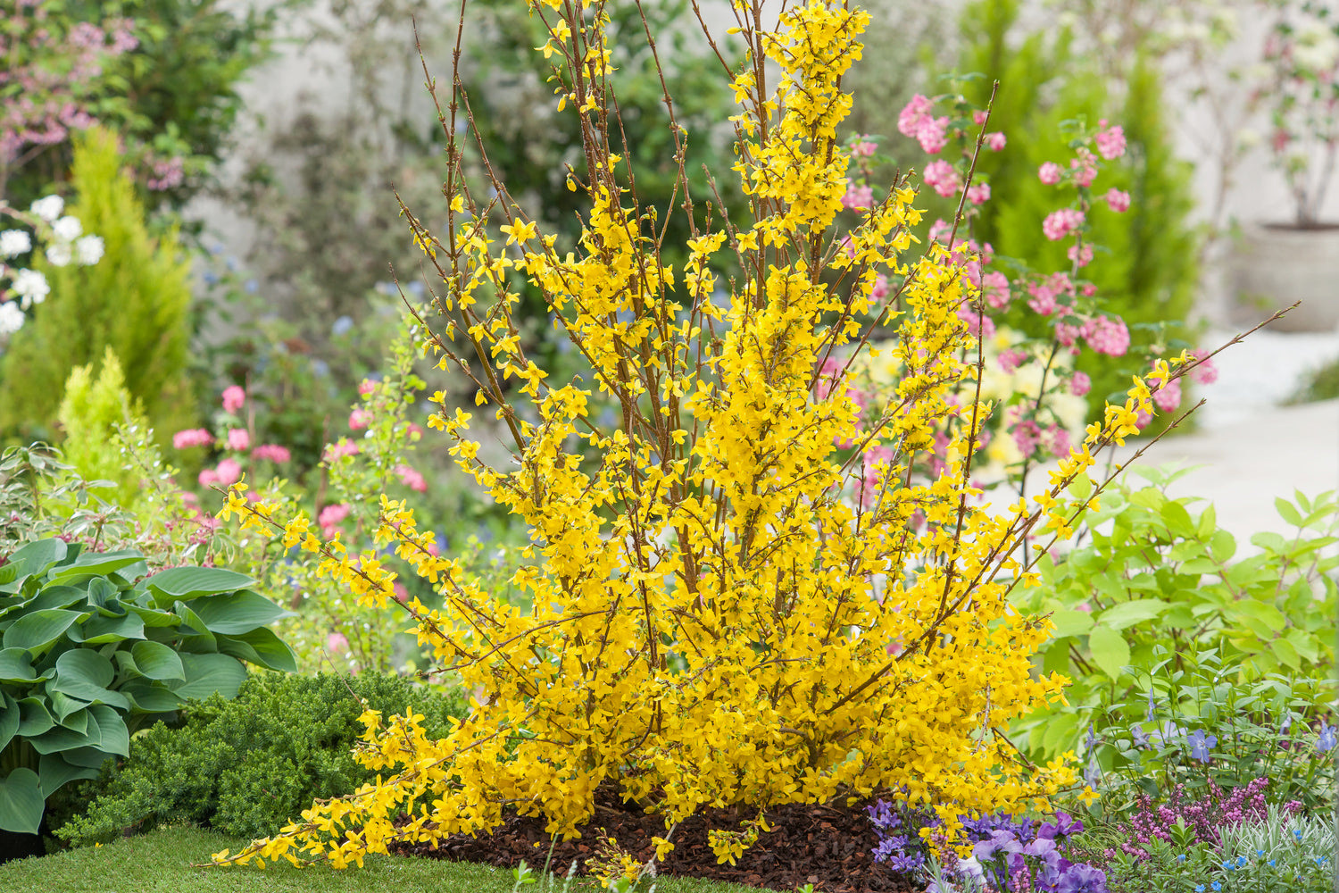 Lot de 4 arbustes d'ornement XL : 1 Hibiscus, 1 Weigelia, 1 Deutzia, 1 Forsythia  - 30-38 cm