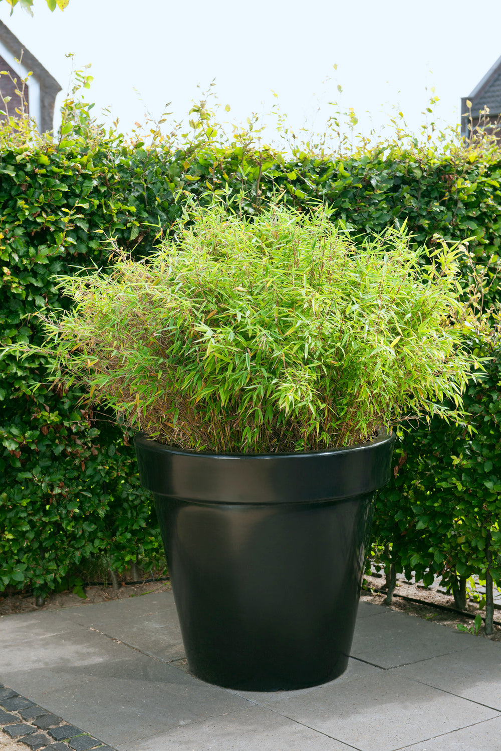 Lot de 4 Bambous Moyens « non invasifs » (Fargesia) - 25-40 cm