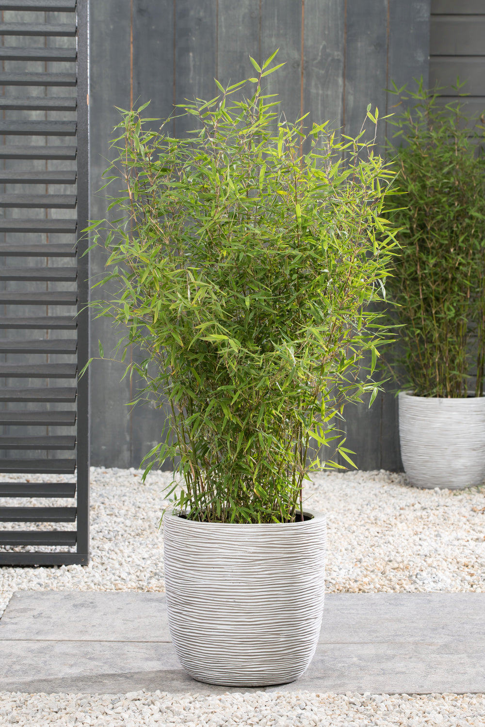 1 Bambou Large « non invasif » (Fargesia)  - 40-60 cm