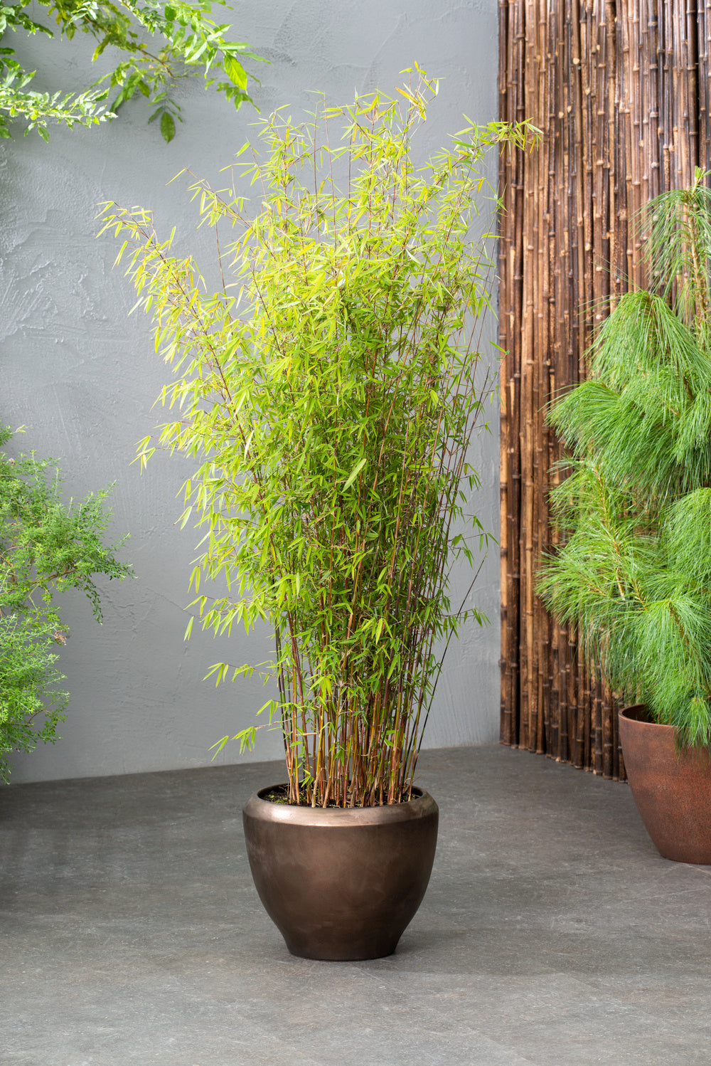 Lot de 2 Bambous Larges « non invasifs » (Fargesia) - 40-60 cm