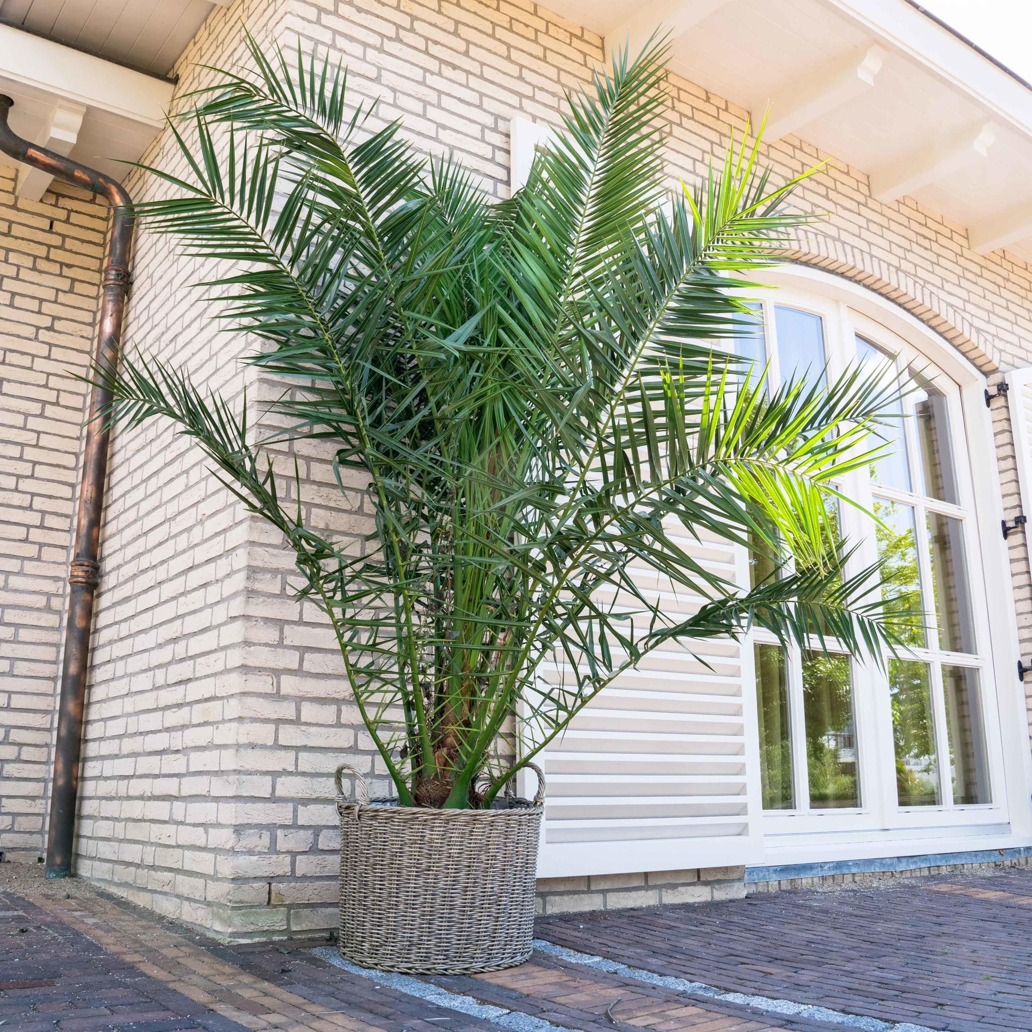 Lot de 2 palmiers Phoenix canariensis - Grands (80-110 cm)