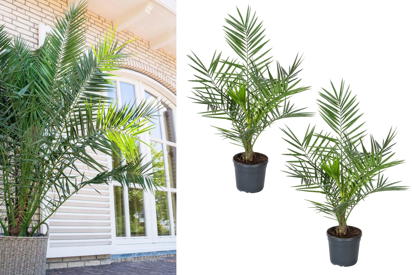 Lot de 2 palmiers Phoenix canariensis - Grands (80-110 cm)