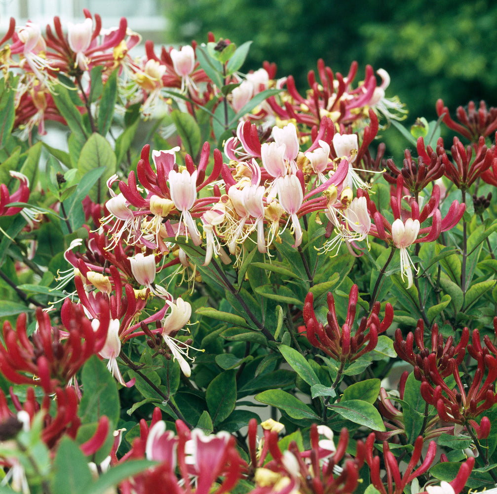 Ensemble de 8 plantes grimpantes colorées, mélange de 4 types - 2 Hydrangea petiolaris, 2 Lonicera per.'Belgica', 2 Parthenocissus quin. 'Engelmannii', 2 Clematis montana 'Rubens'