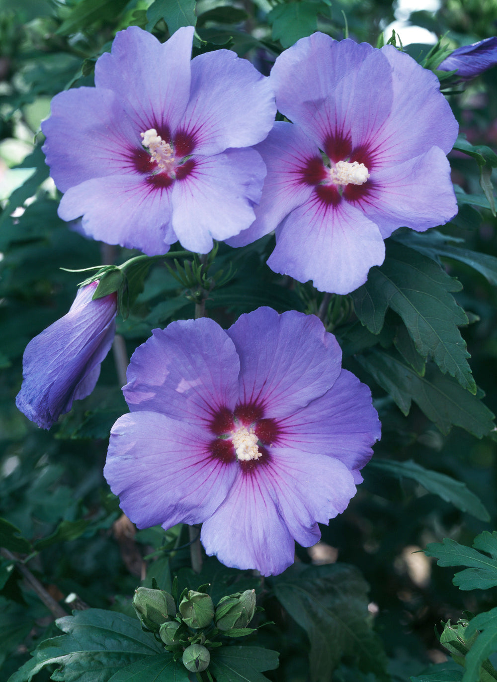 Lot de 4 arbustes d'ornement XL : 1 Hibiscus, 1 Weigelia, 1 Deutzia, 1 Forsythia  - 30-38 cm