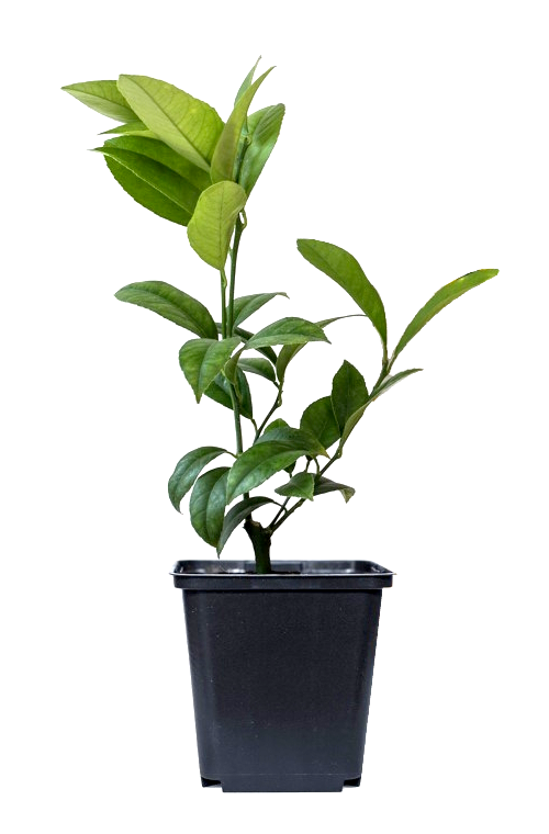 Lot de 6 plantes méditerranéennes : 1 olivier, 1 figuier, 1 citronnier, 1 oranger, 1 laurier rose, 1 oiseau du paradis - 25-38 cm