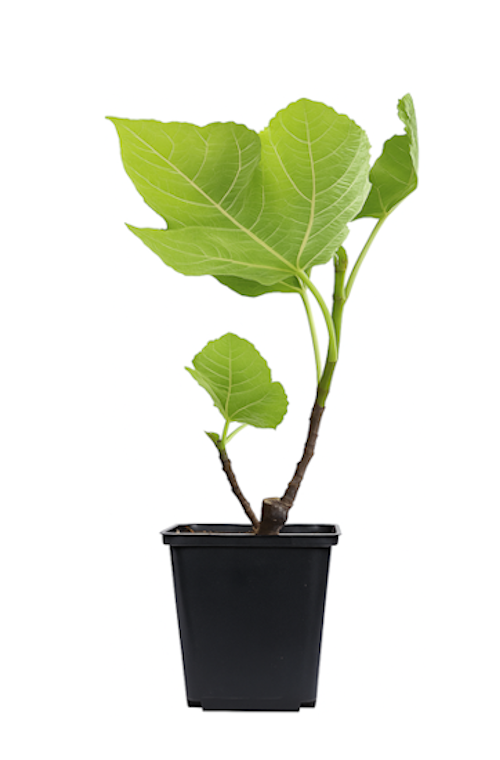 Lot de 4 oliviers et 4 figuiers - 25-38 cm