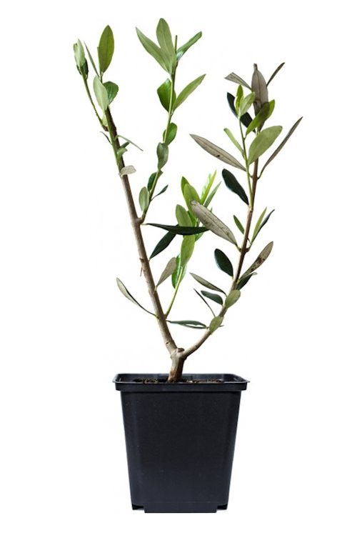 Lot de 4 plants d'olivier - 25-38 cm