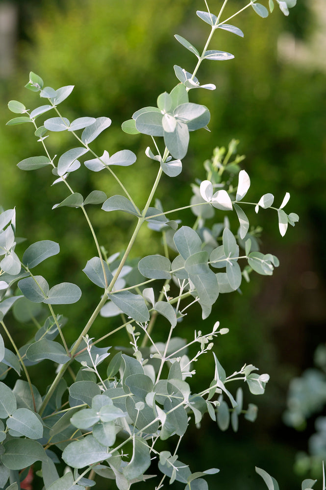 Lot de 2 Eucalyptus (Gunnii Azura) sur tige - 40-50 cm
