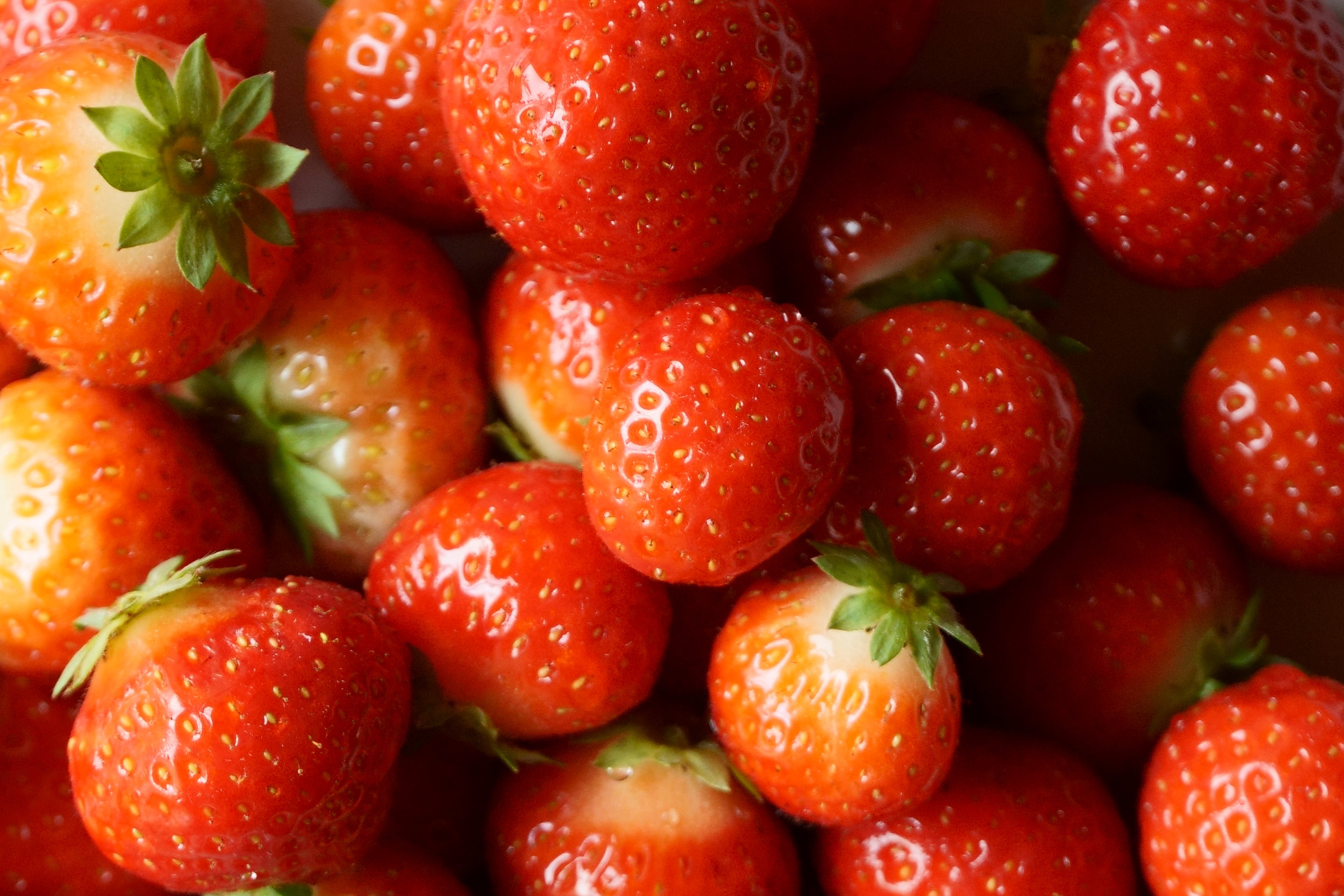 Lot de 60 plants de fraises Frigo (Fragaria Ostara)