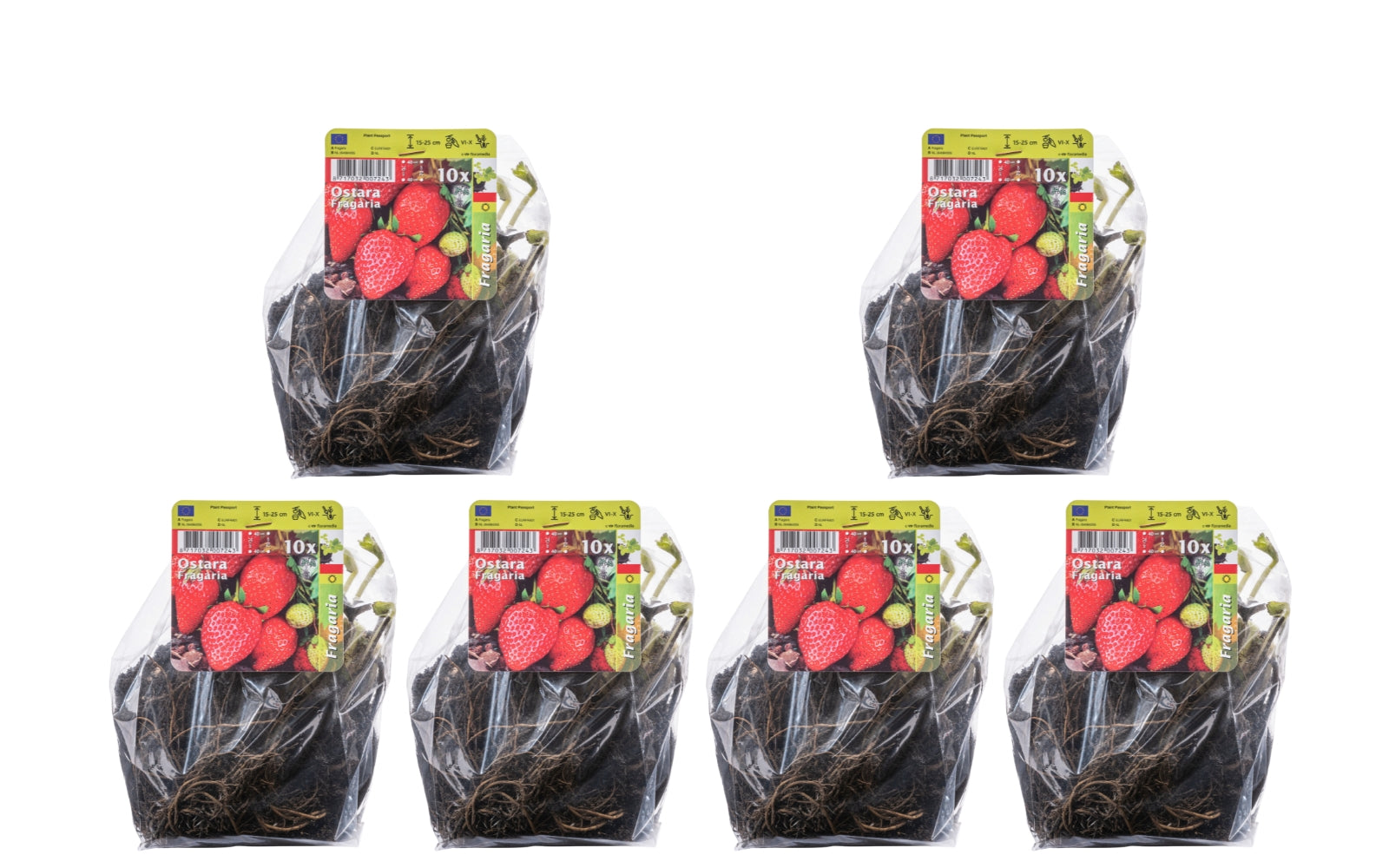 Lot de 60 plants de fraises Frigo (Fragaria Ostara)